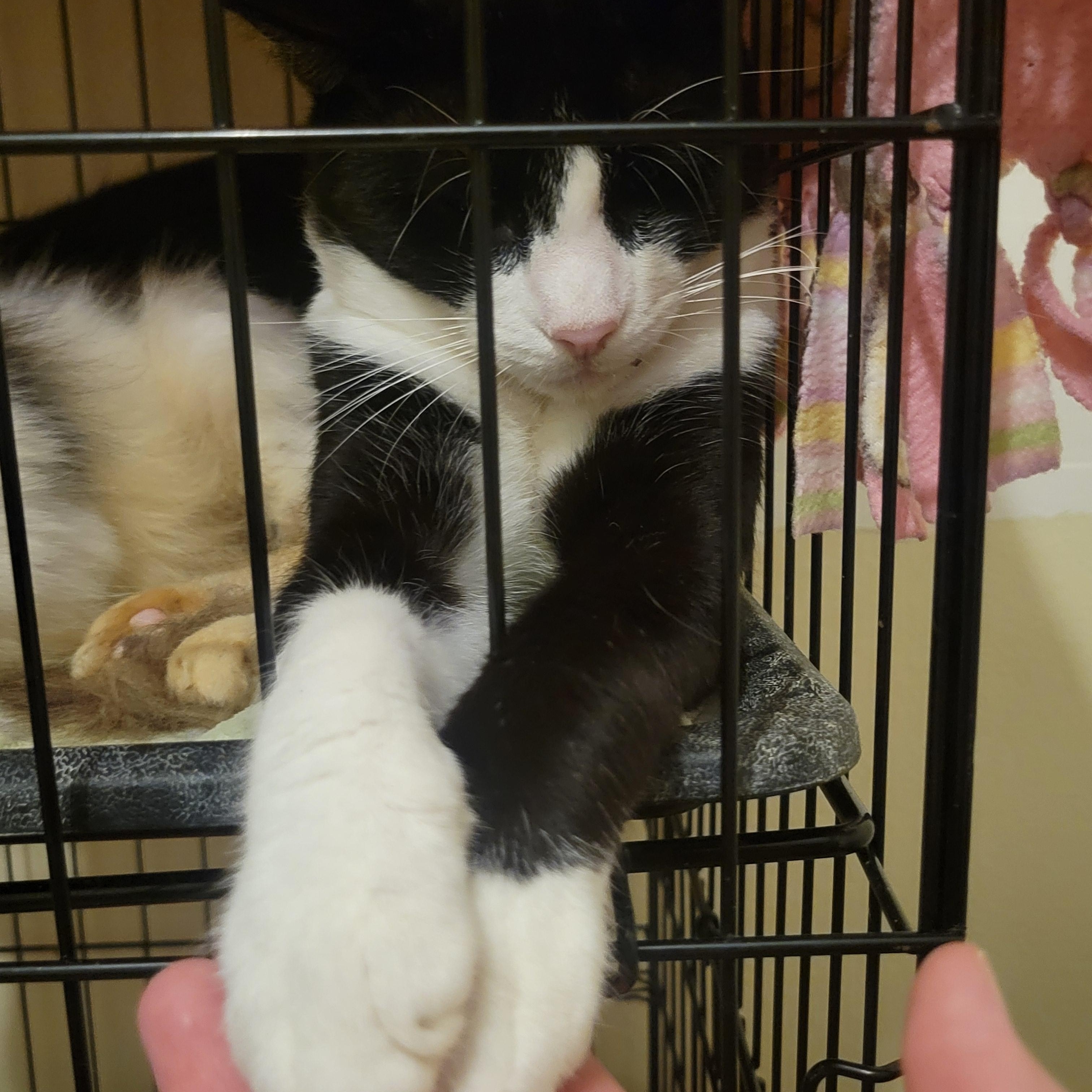 Oreo, a Adoptable Tuxedo in Palm Bay, FL image 3/3