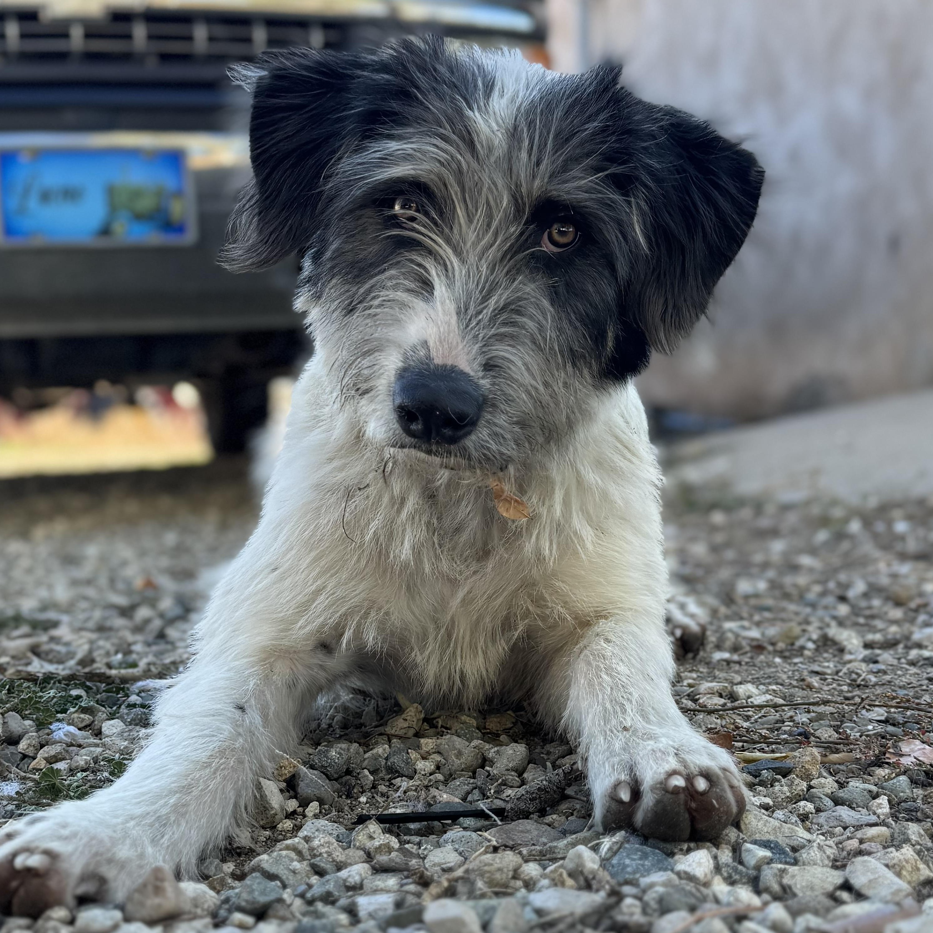 Gunner, Adoptable, Adult Male Irish Wolfhound.