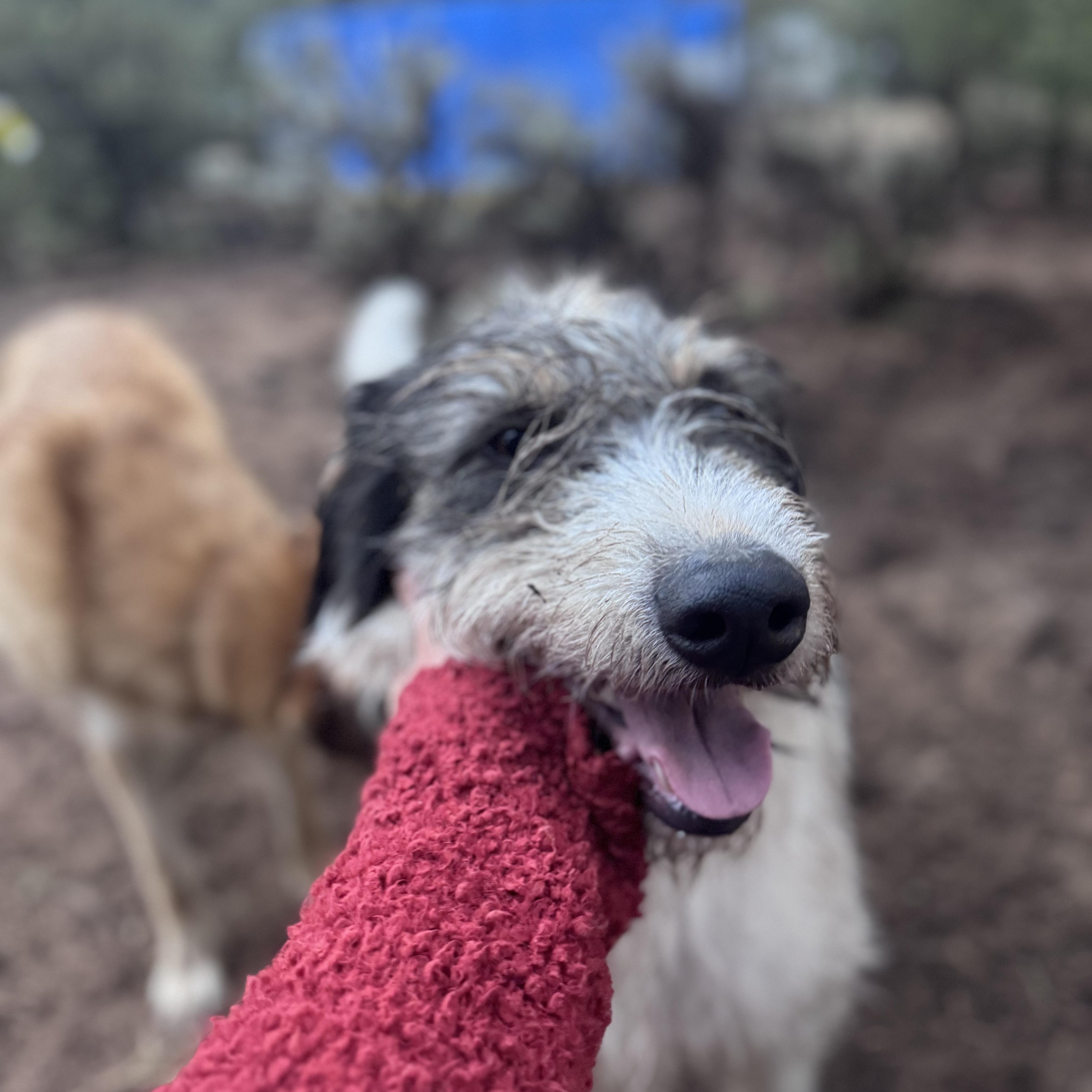 Gunner, a Adoptable mixed breed in Carson, NM image 3/5