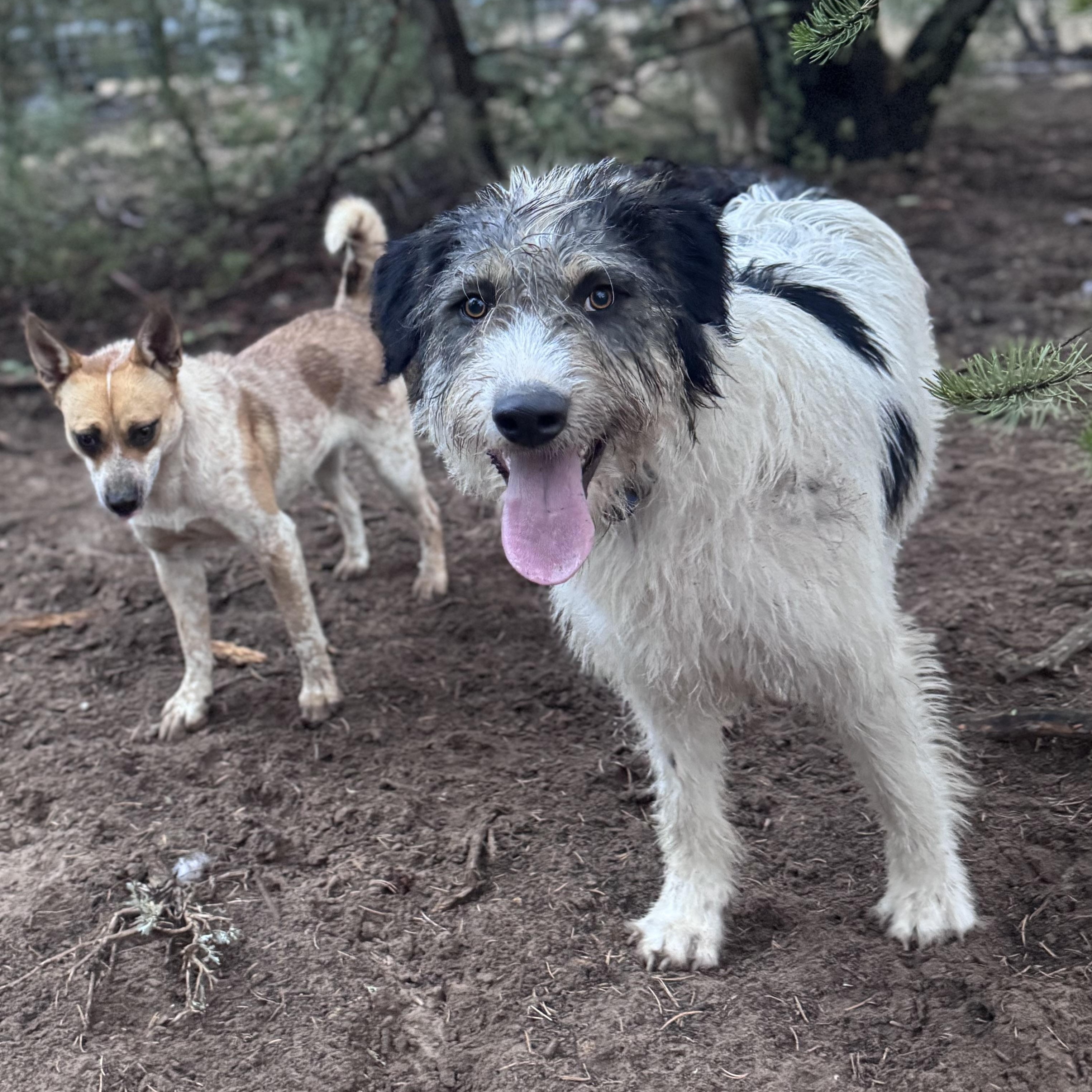 Gunner, a Adoptable mixed breed in Carson, NM image 4/5