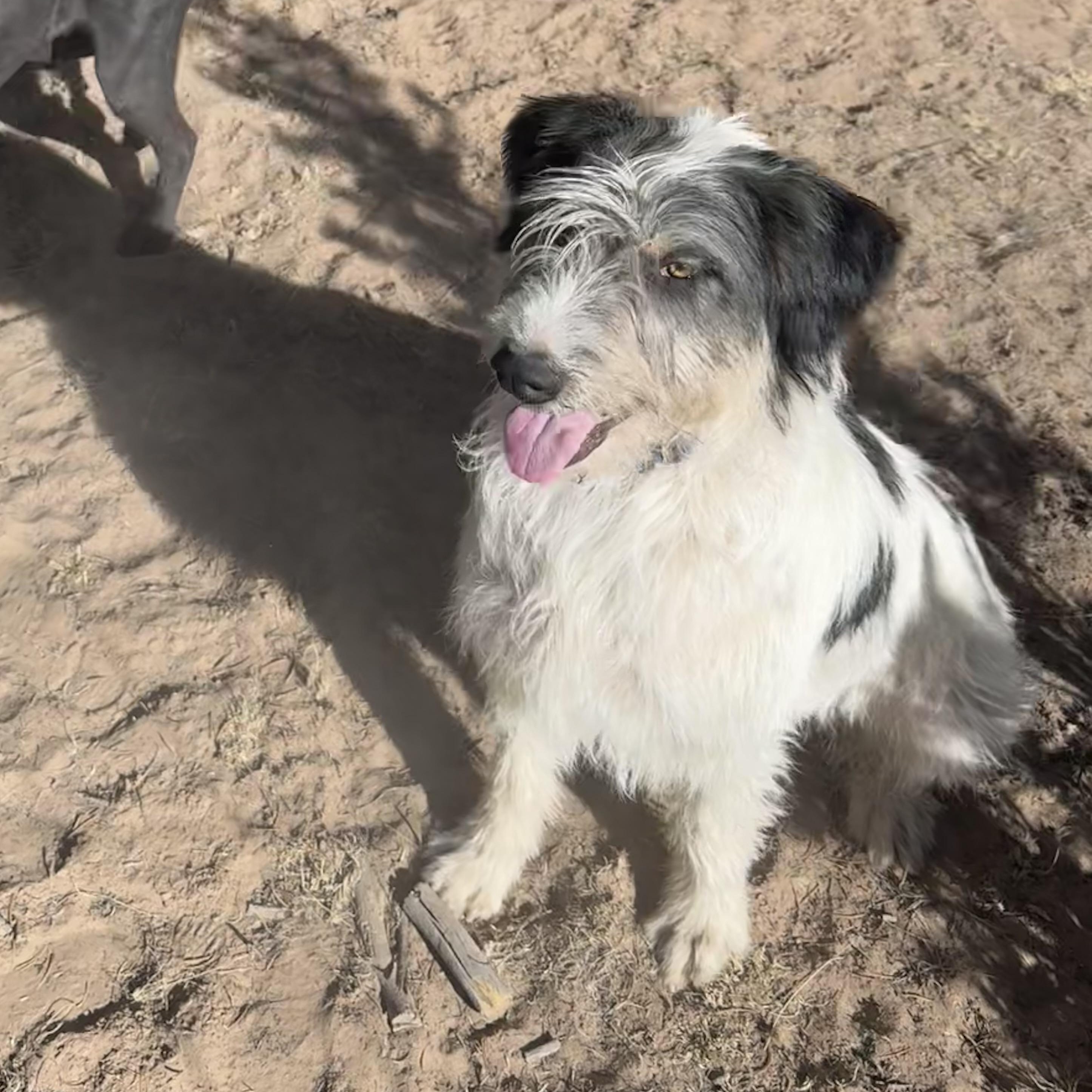 Gunner, a Adoptable mixed breed in Carson, NM image 5/5