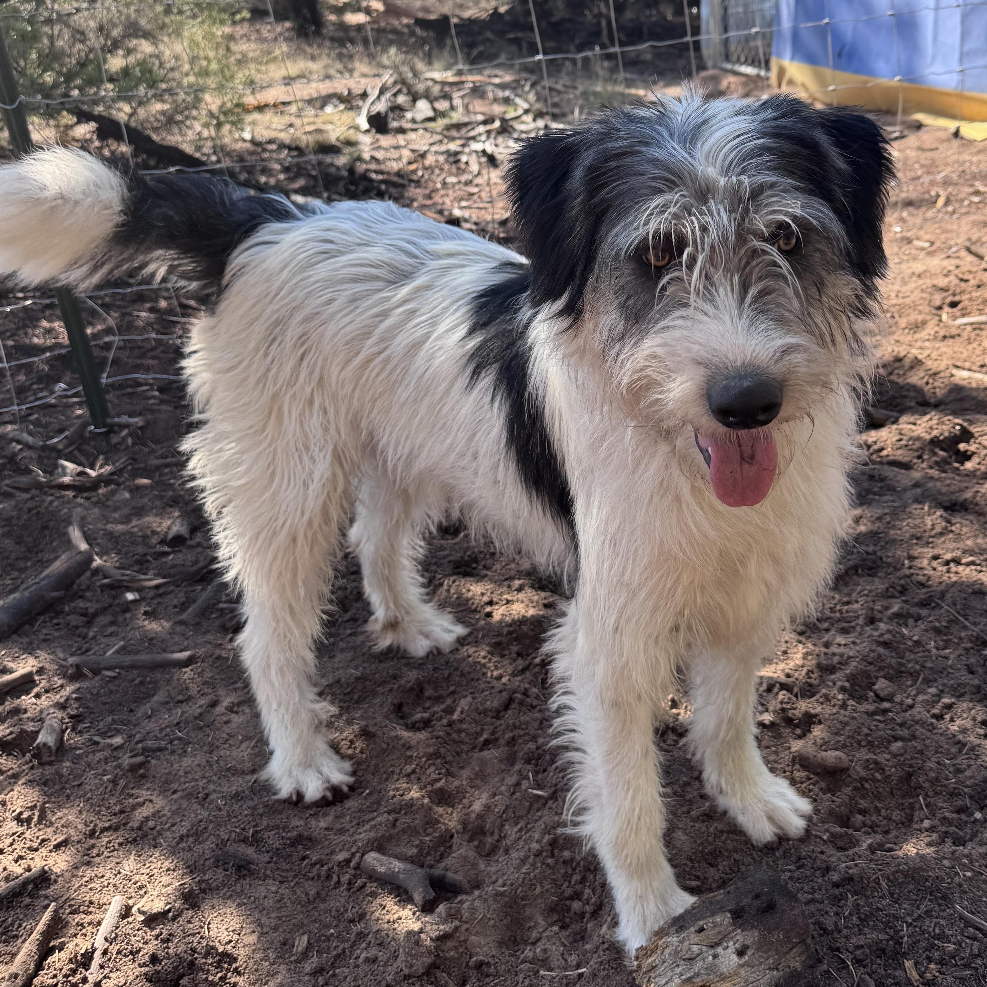 Gunner, a Adoptable mixed breed in Carson, NM image 1/5
