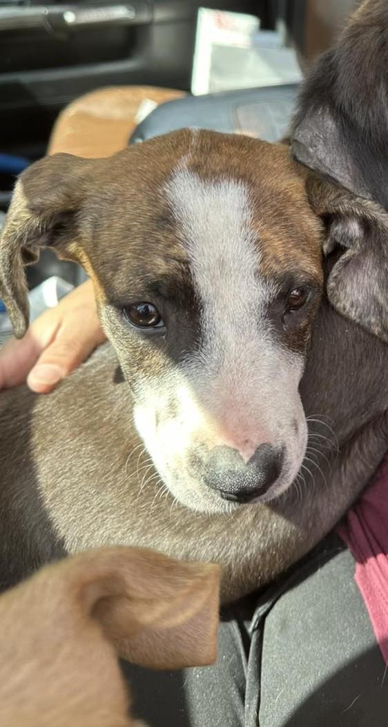 Misty, Adopted, Young Female Mixed Breed.