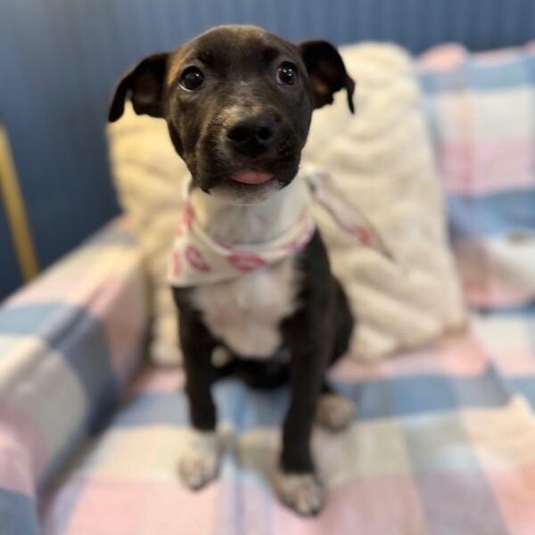 Graham Cracker — thumbnail 3