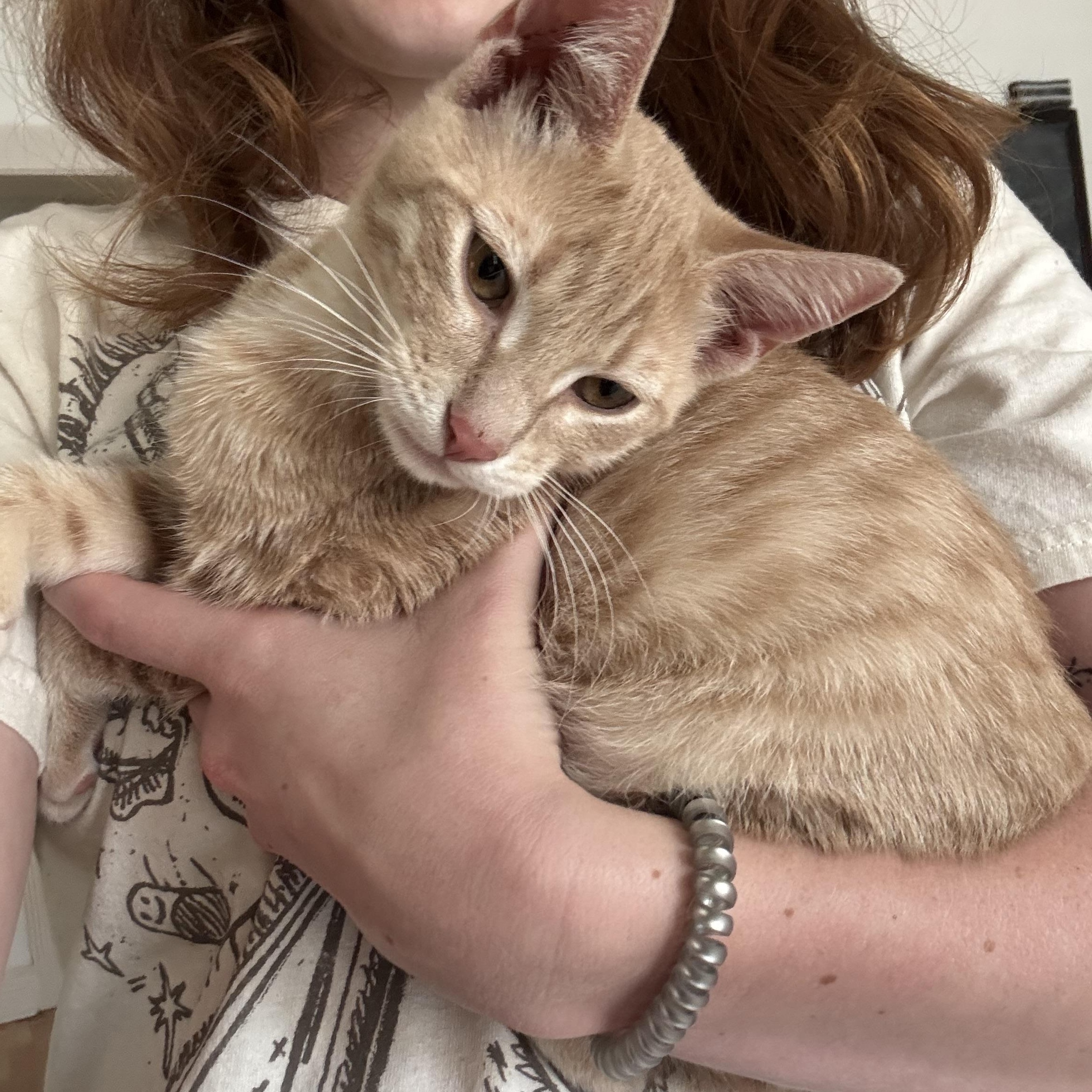 Enlarge PB, a Adoptable Domestic Short Hair in Buffalo, NY image 3/4