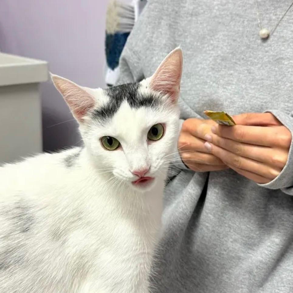 Enlarge Jessie, a Adoptable mixed breed in Terryville, CT image 3/4