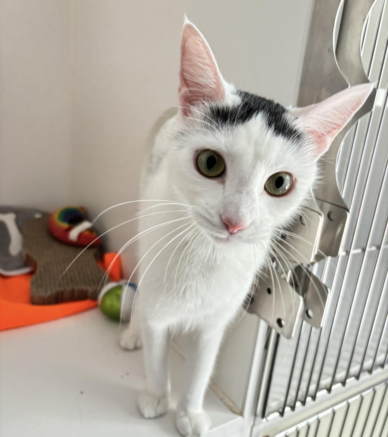 Enlarge Jessie, a Adopted mixed breed in Terryville, CT image 1/6