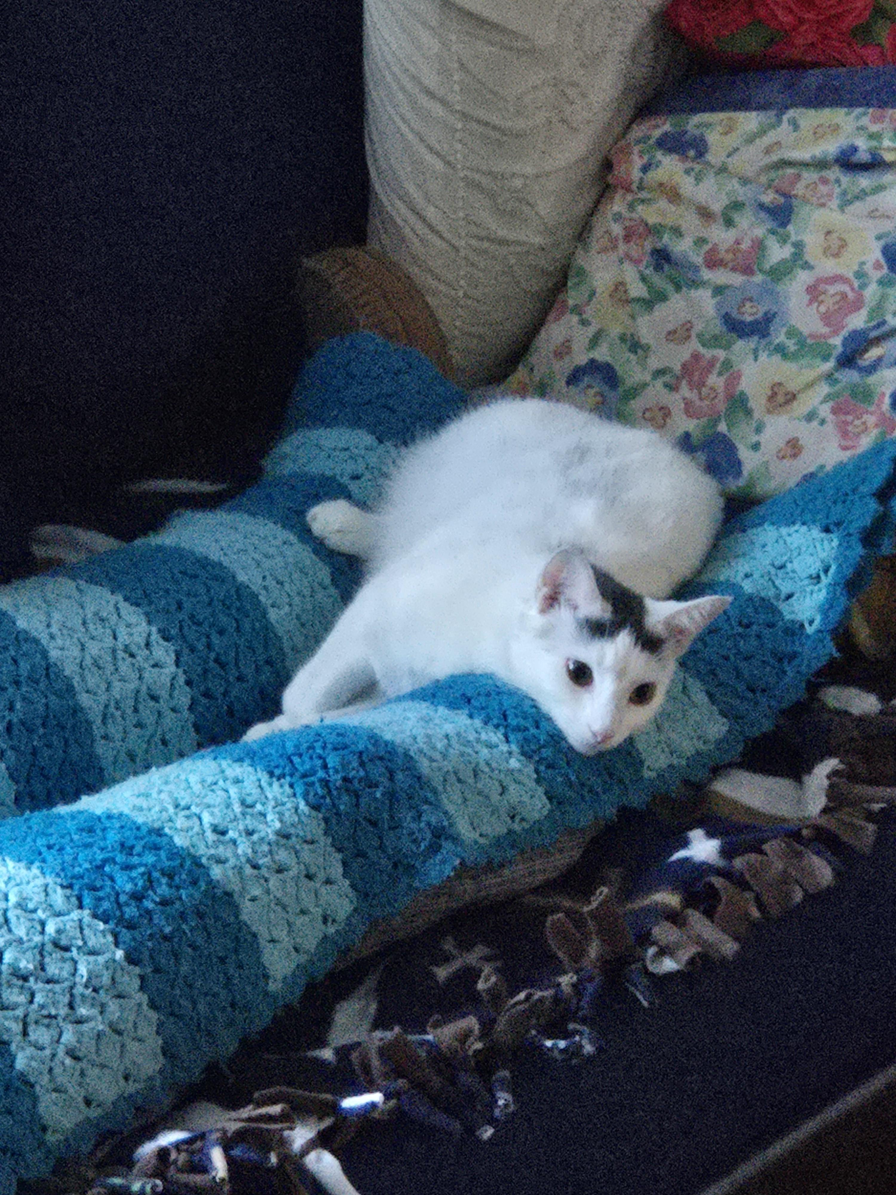 Jessie, Adoptable, Young Female Domestic Short Hair & Domestic Short Hair.