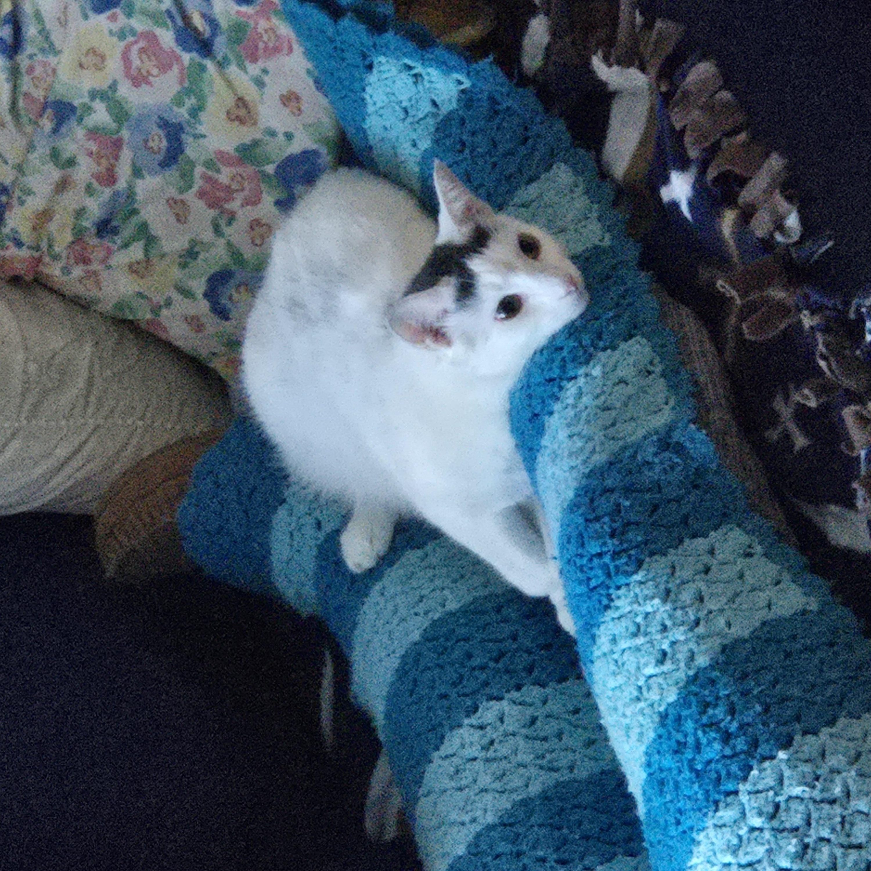 Enlarge Jessie, a Adopted mixed breed in Terryville, CT image 2/6