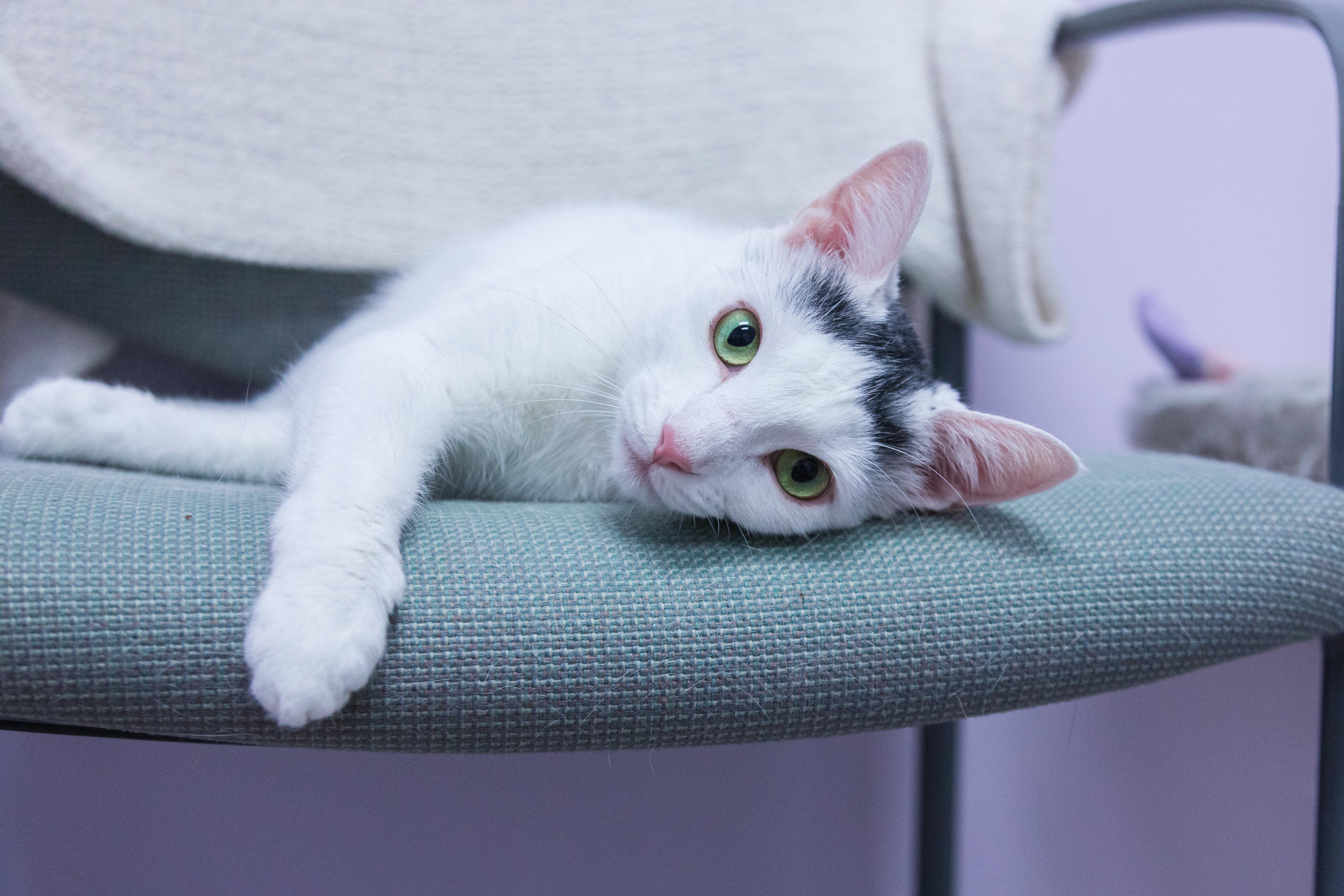 Jessie — thumbnail 3