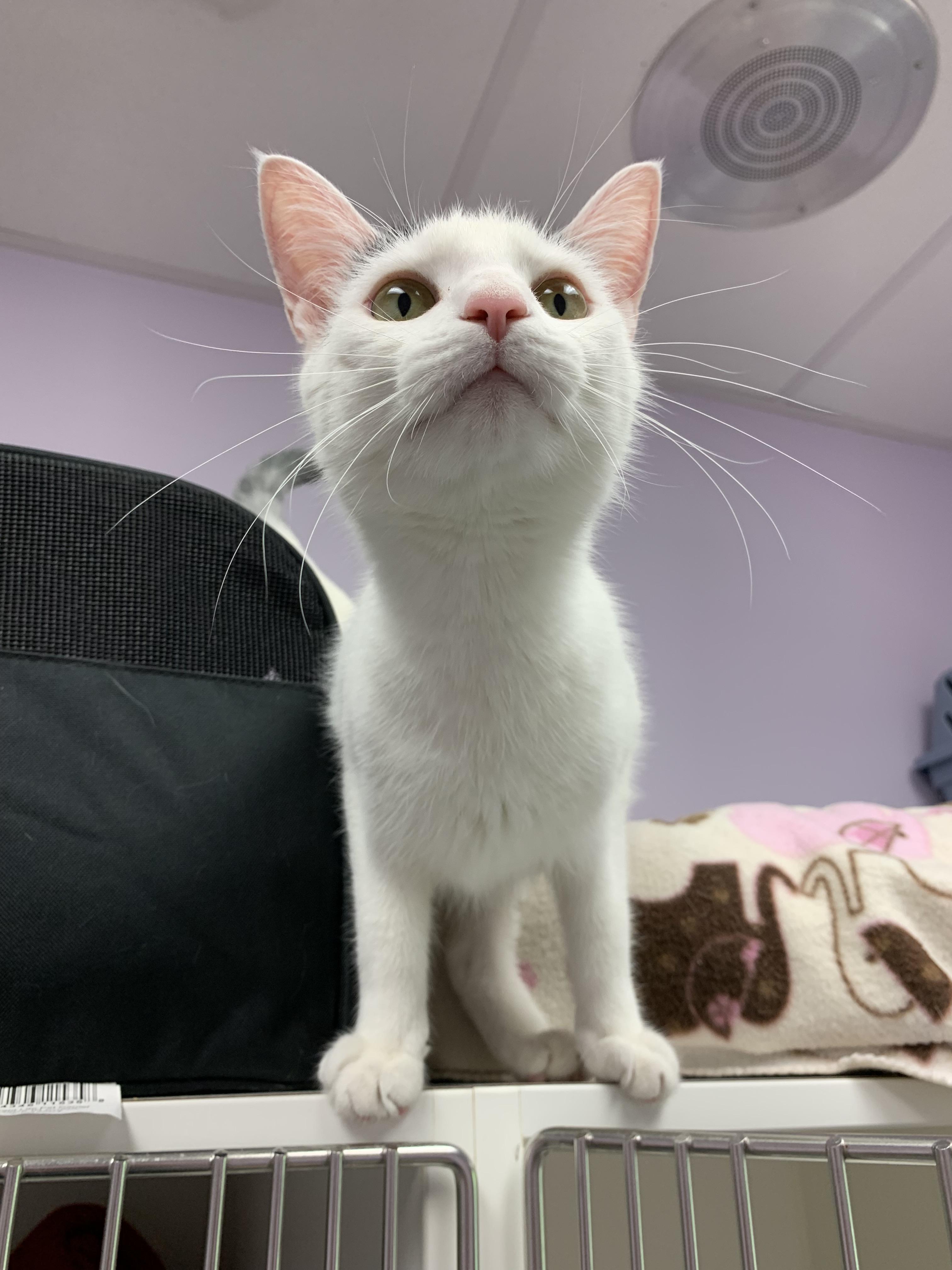 Enlarge Jessie, a Adoptable mixed breed in Terryville, CT image 2/6