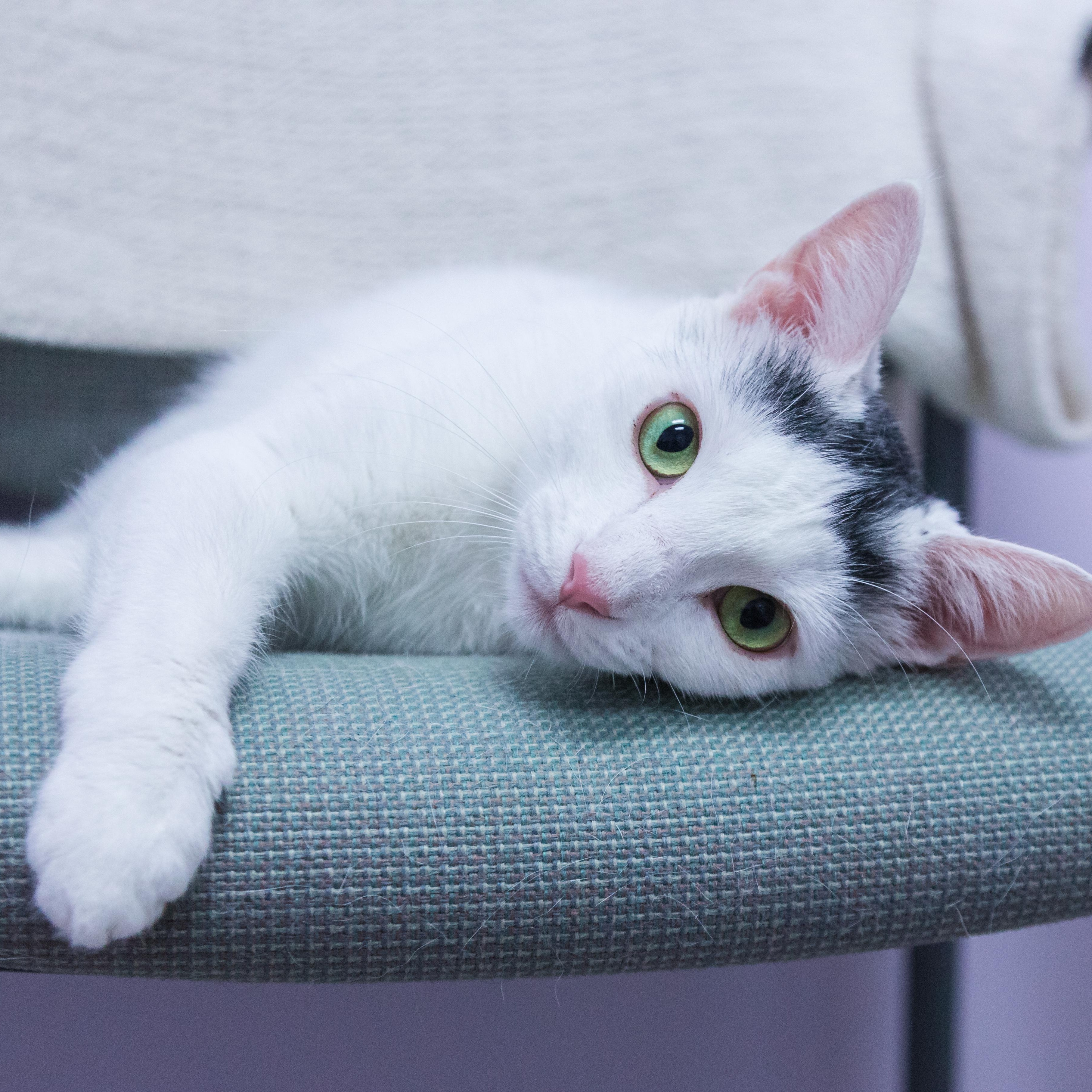 Jessie, Adoptable, Young Female Domestic Short Hair & Turkish Van.