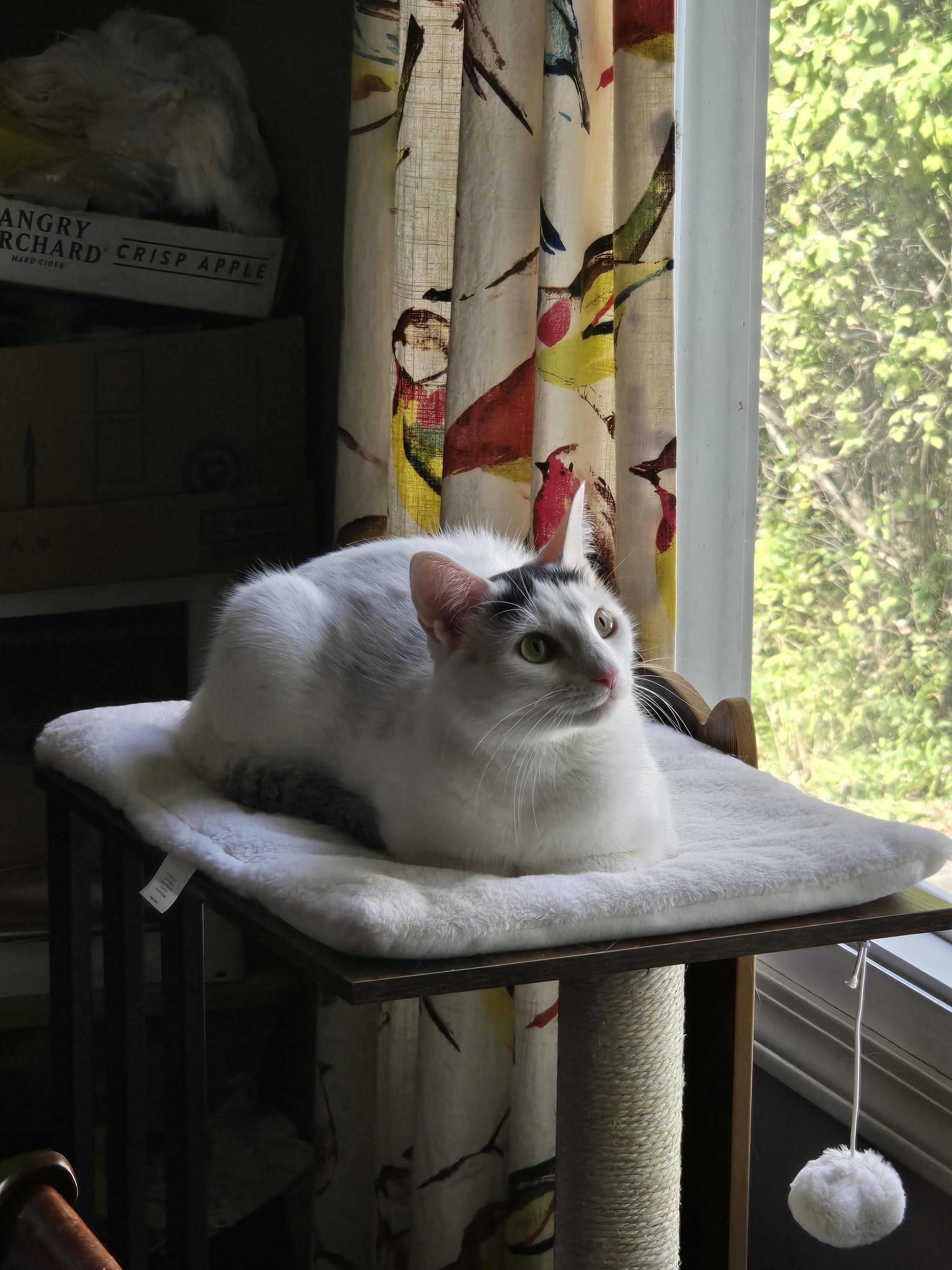 Enlarge Jessie, a Adopted mixed breed in Terryville, CT image 5/6