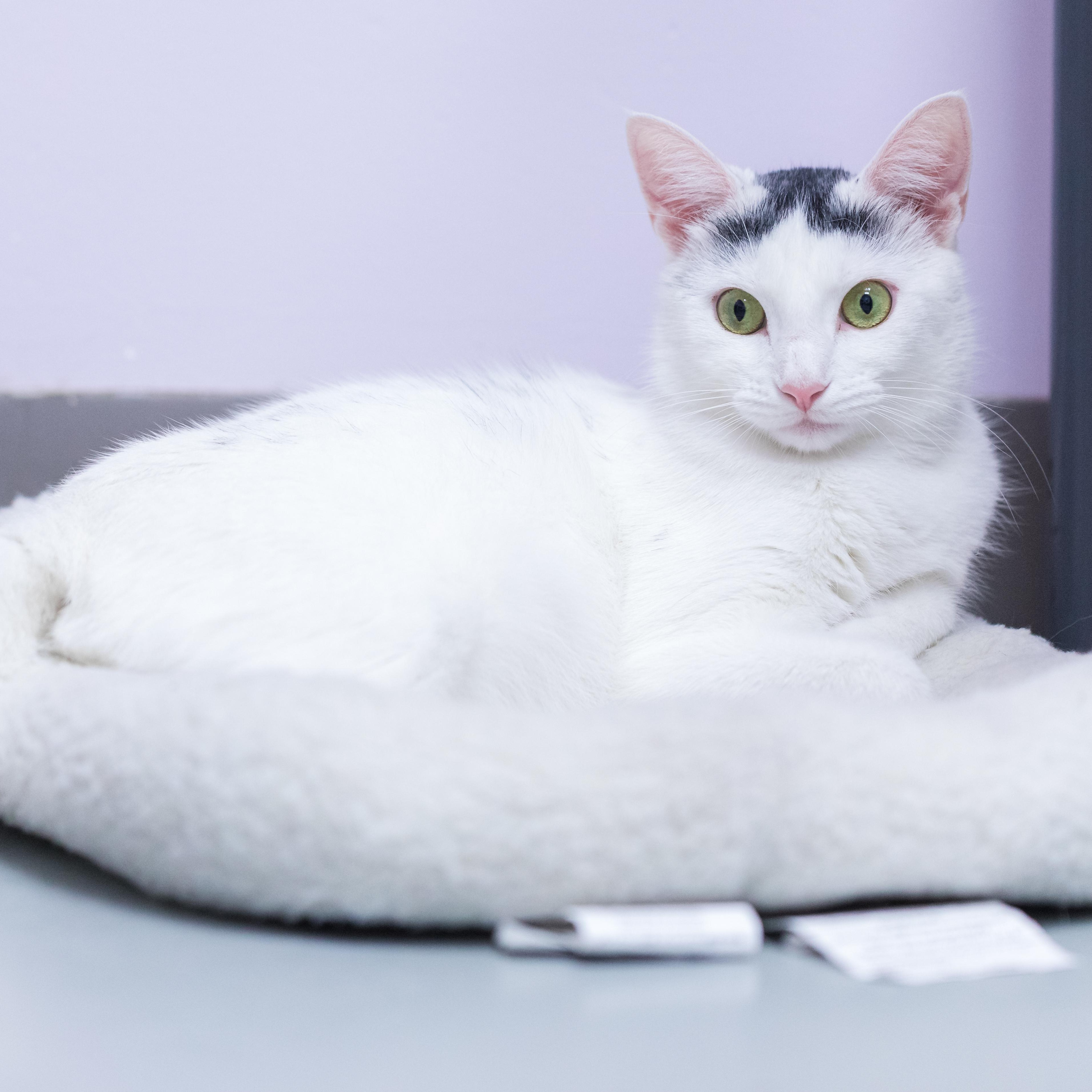 Enlarge Jessie, a Adoptable mixed breed in Terryville, CT image 2/4