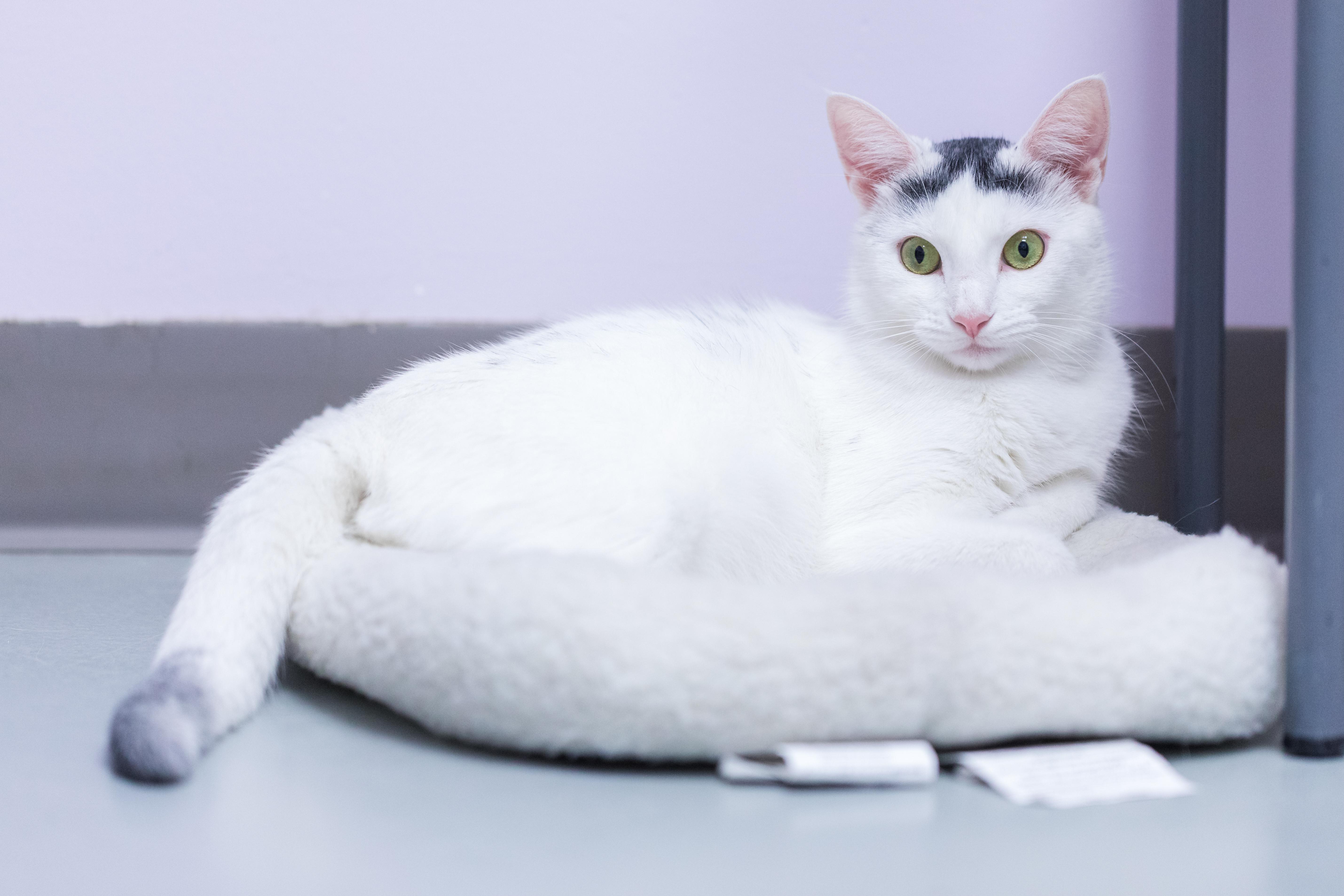 Enlarge Jessie, a Adoptable mixed breed in Terryville, CT image 4/6