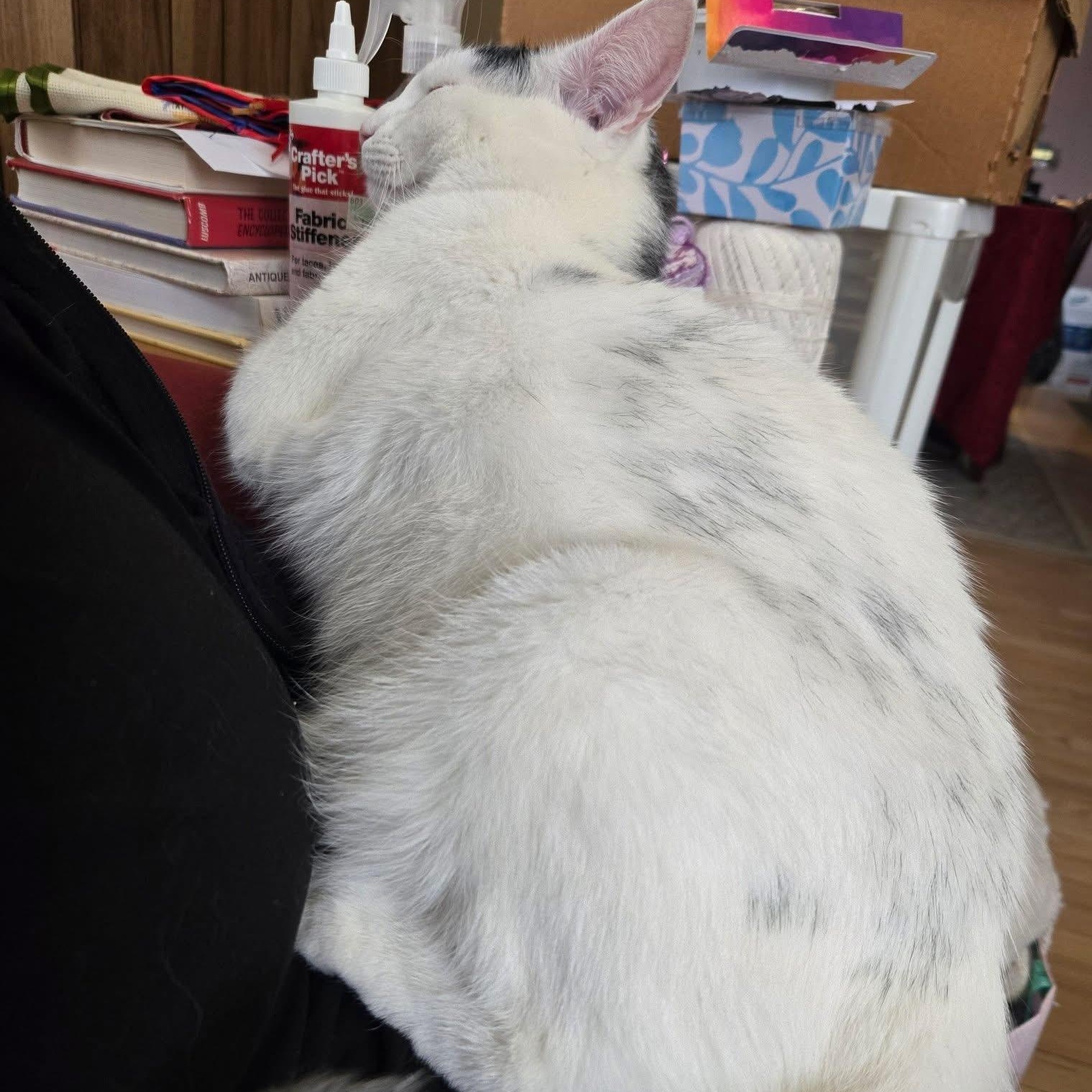 Enlarge Jessie, a Adoptable mixed breed in Terryville, CT image 4/4