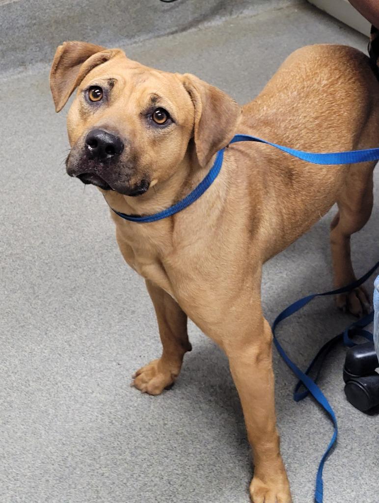Enlarge Irene, a Adoptable mixed breed in Hopkinsville, KY image 1/1