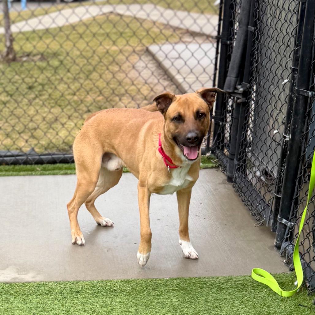 Kevin, a Adoptable Mixed Breed in Pittsburgh, PA image 1/6