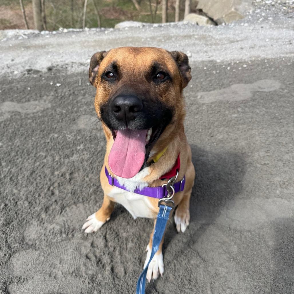 Kevin, a Adoptable Mixed Breed in Pittsburgh, PA image 2/6