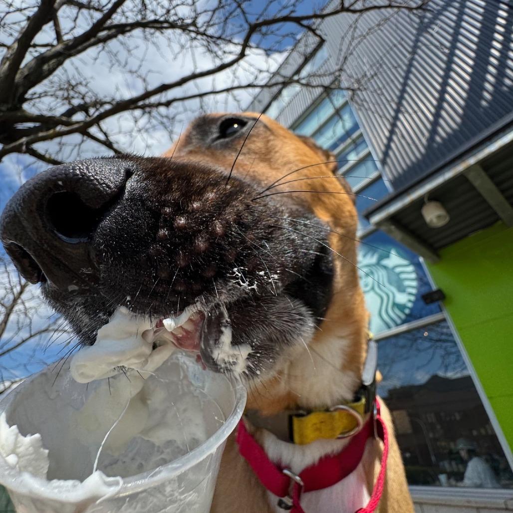 Enlarge Kevin, a Adoptable Mixed Breed in Pittsburgh, PA image 1/6