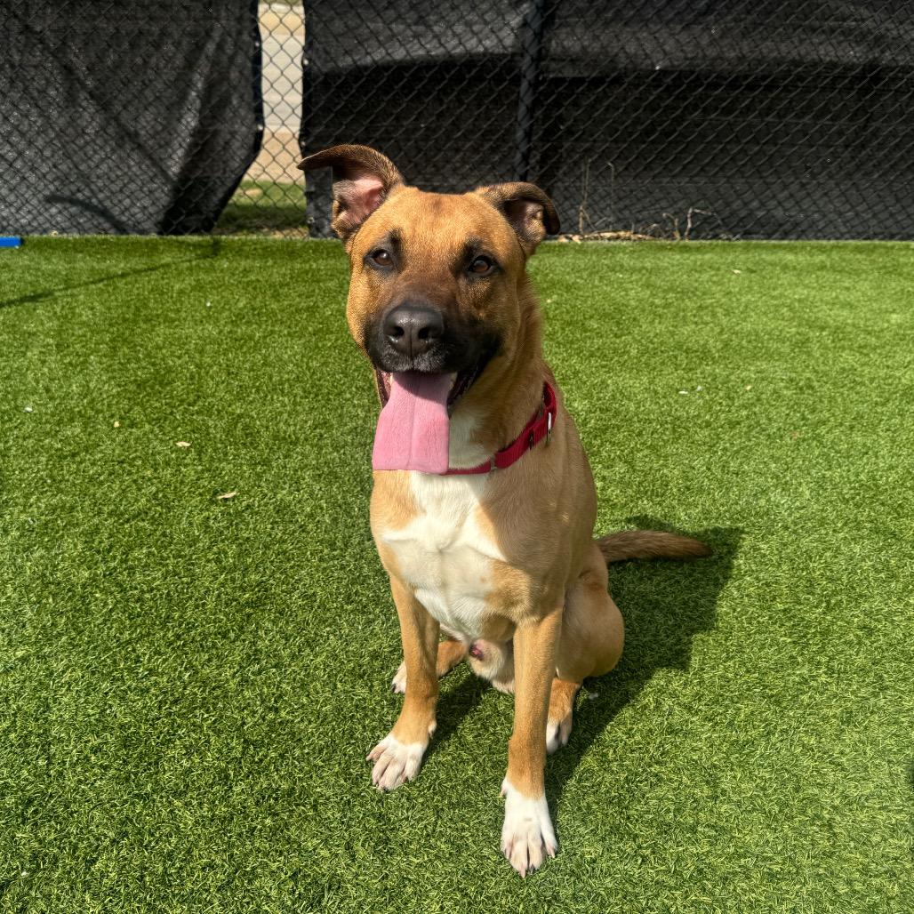 Kevin, a Adoptable Mixed Breed in Pittsburgh, PA image 3/6