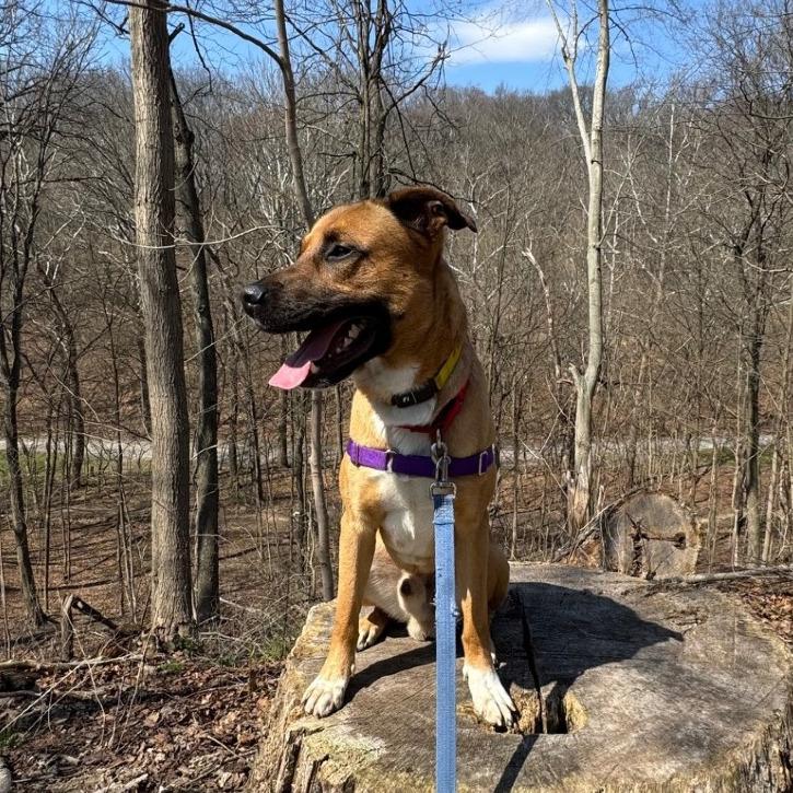 Enlarge Kevin, a Adoptable Mixed Breed in Pittsburgh, PA image 3/6