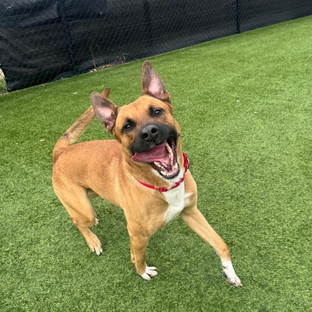 Kevin, a Adoptable Mixed Breed in Pittsburgh, PA image 4/6