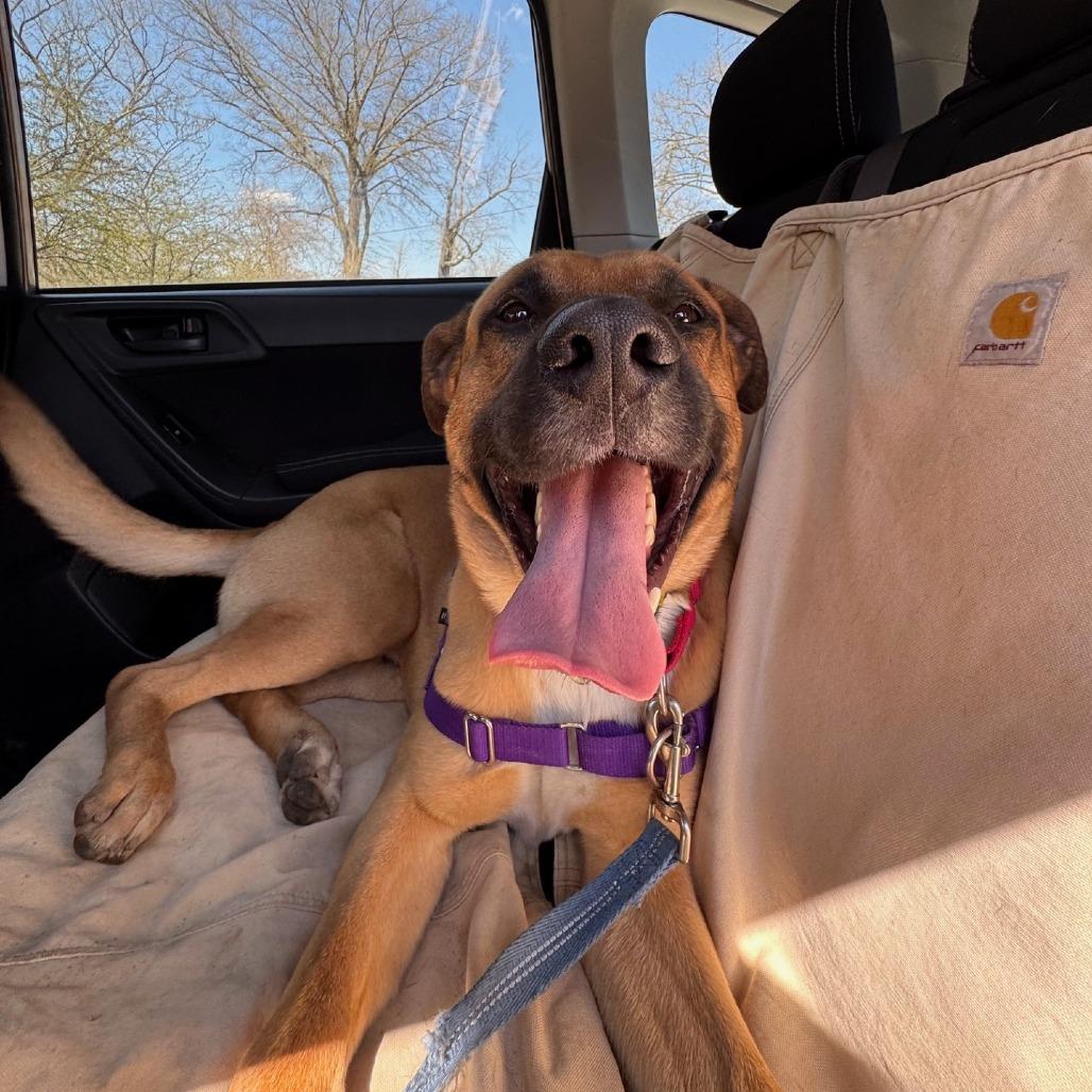 Enlarge Kevin, a Adoptable Mixed Breed in Pittsburgh, PA image 5/6