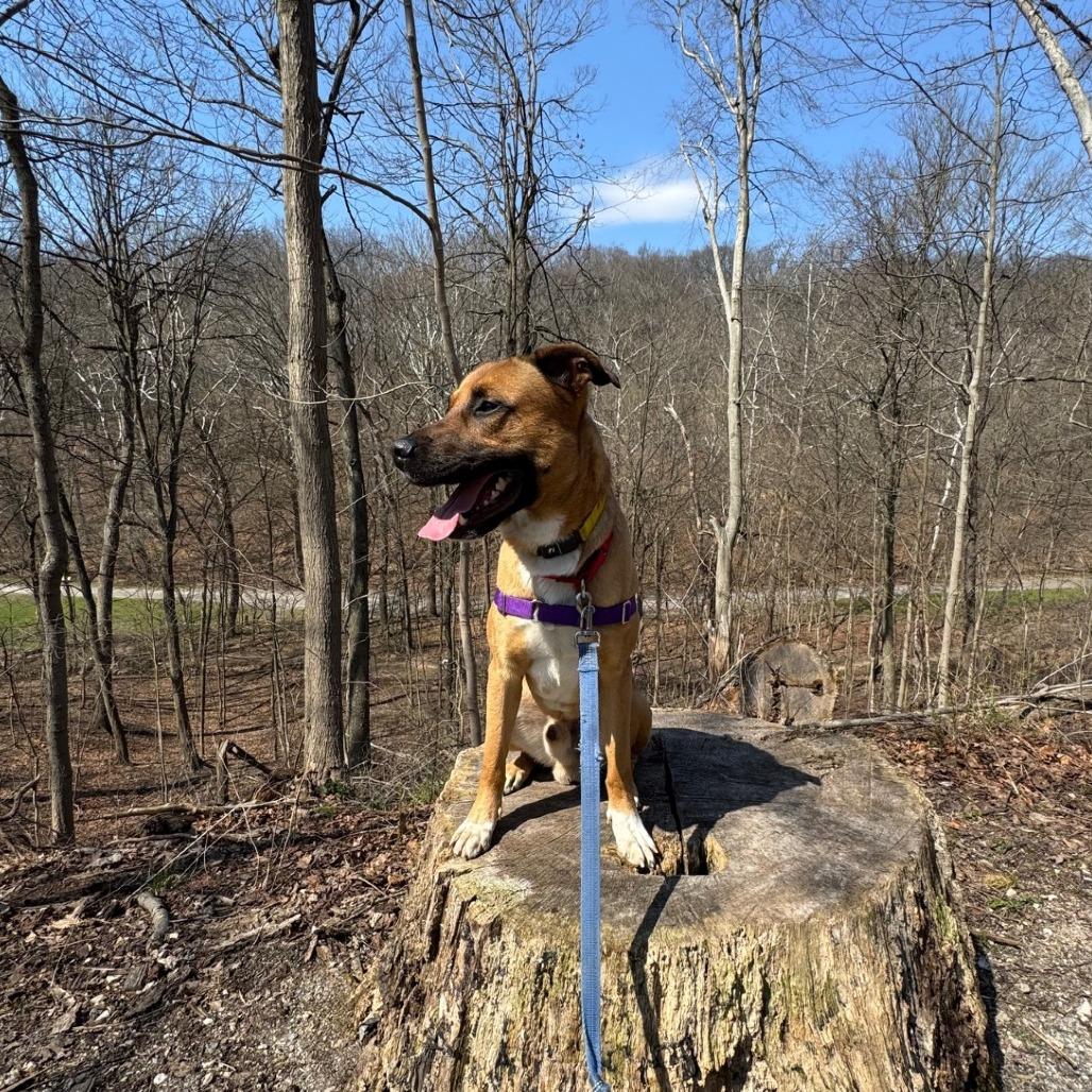 Kevin, a Adoptable Mixed Breed in Pittsburgh, PA image 5/6