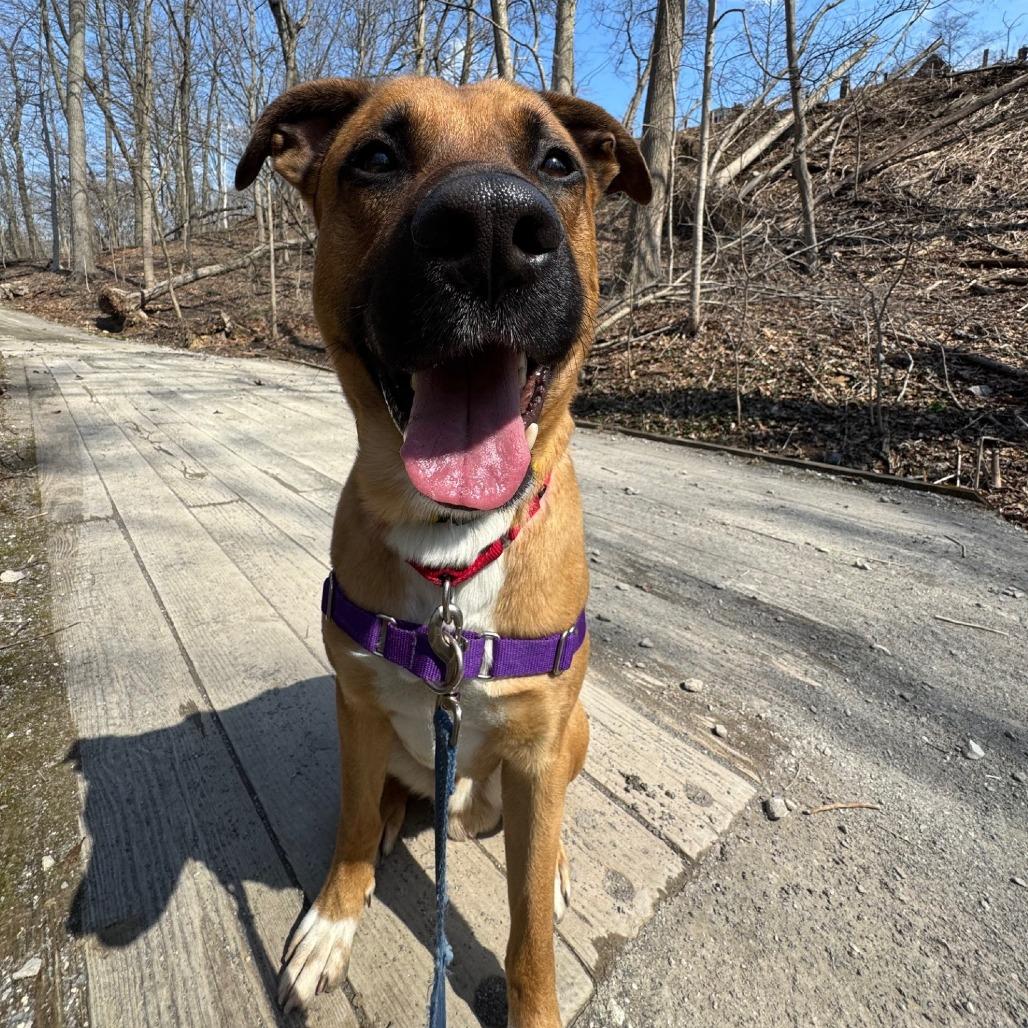 Kevin, a Adoptable Mixed Breed in Pittsburgh, PA image 6/6