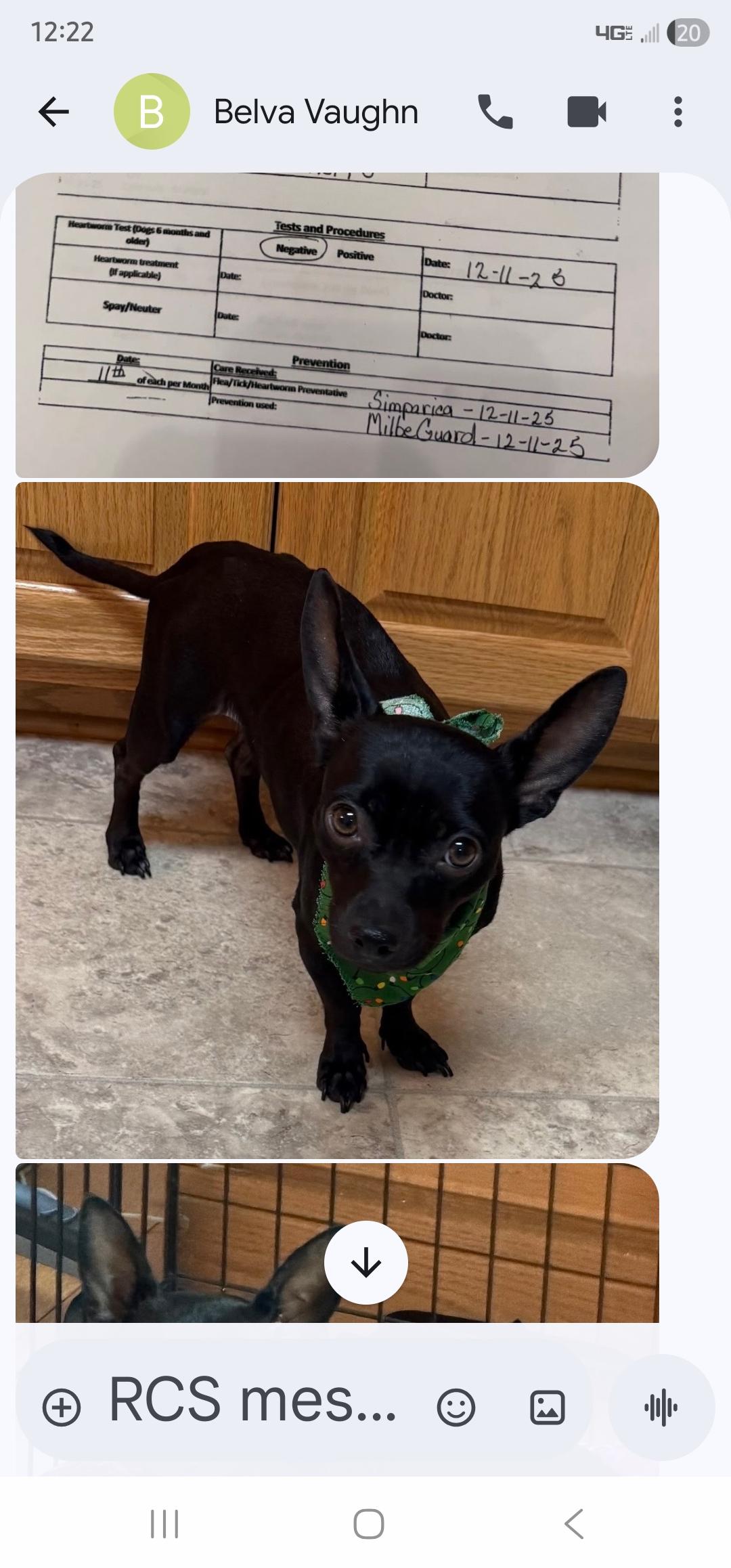 Enlarge Isla, a ADOPTABLE mixed breed in Weeki Wachee, FL image 2/4