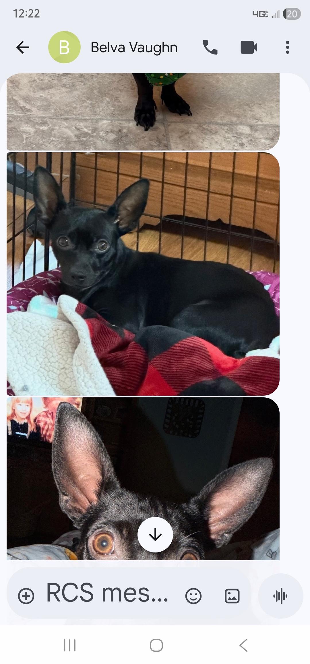 Enlarge Isla, a ADOPTABLE mixed breed in Weeki Wachee, FL image 3/4