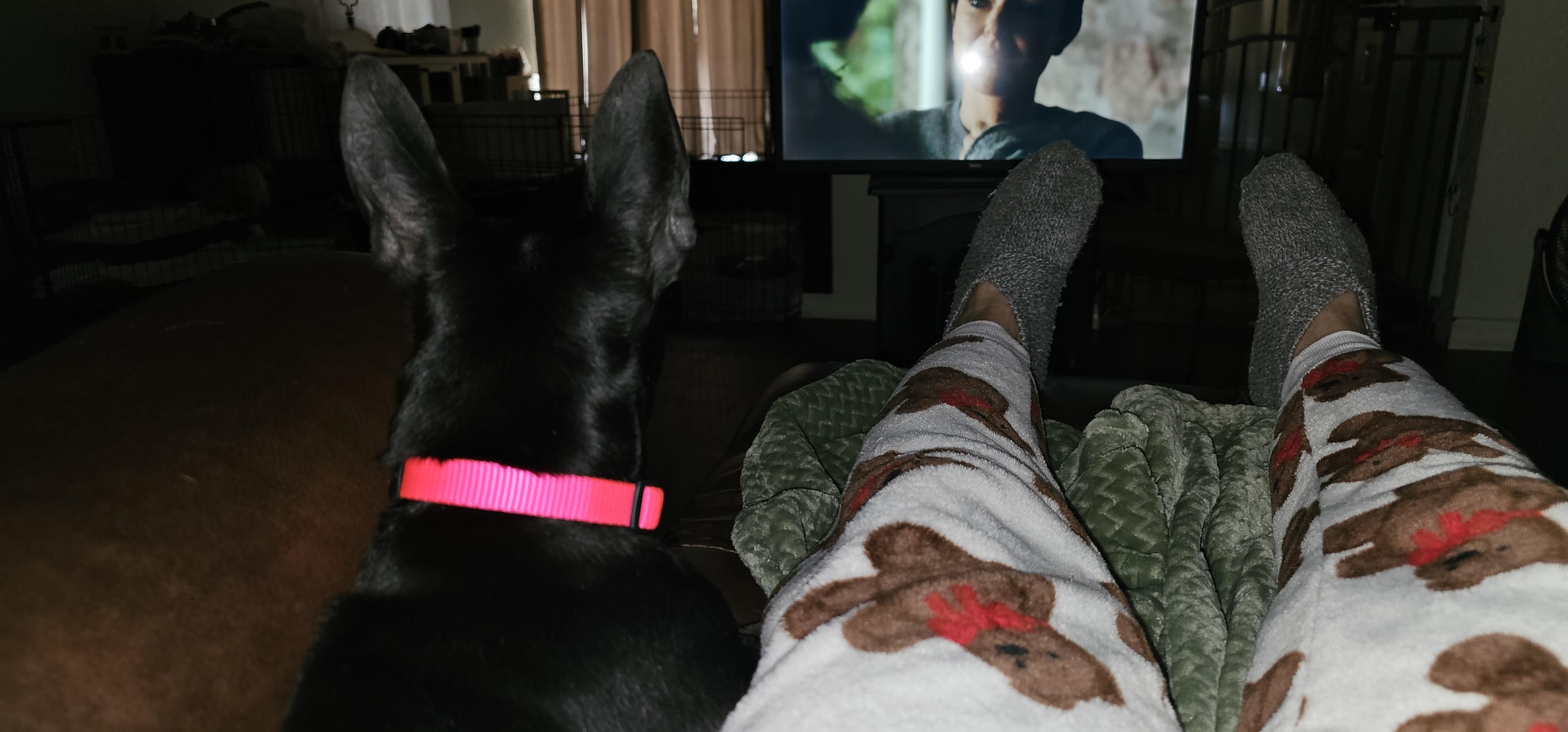 Enlarge Isla, a ADOPTABLE mixed breed in Weeki Wachee, FL image 1/4