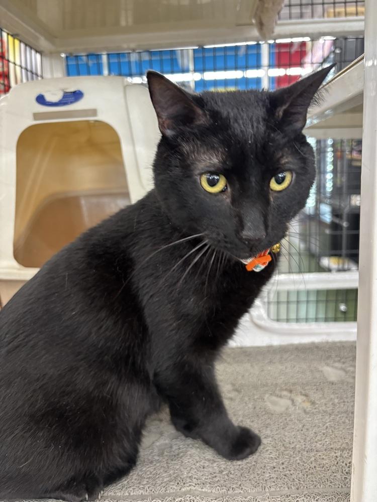 Hook, Adoptable, Adult Male Domestic Short Hair.