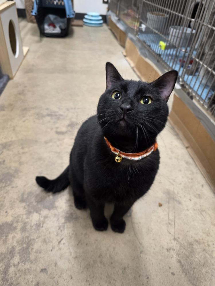 Enlarge Hook, a Adoptable mixed breed in Orlando, FL image 2/3
