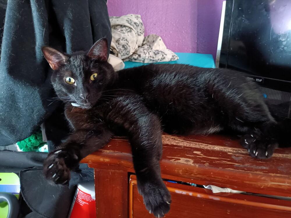 Hook, a Adoptable mixed breed in Orlando, FL image 2/2