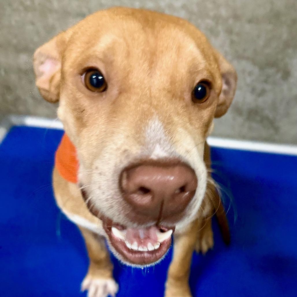 Enlarge Maple, a Adoptable Mixed Breed in Las Cruces, NM image 1/6