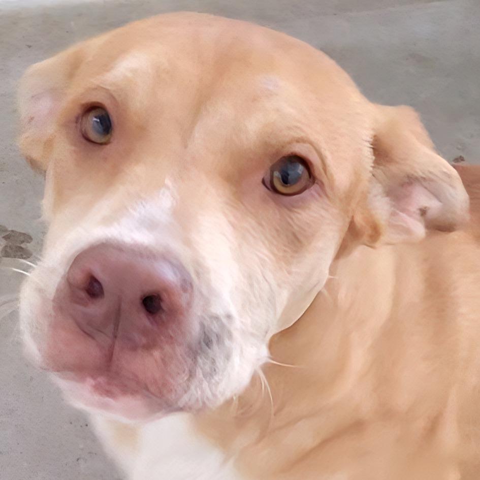 Enlarge Maple, a Adoptable Mixed Breed in Las Cruces, NM image 2/6