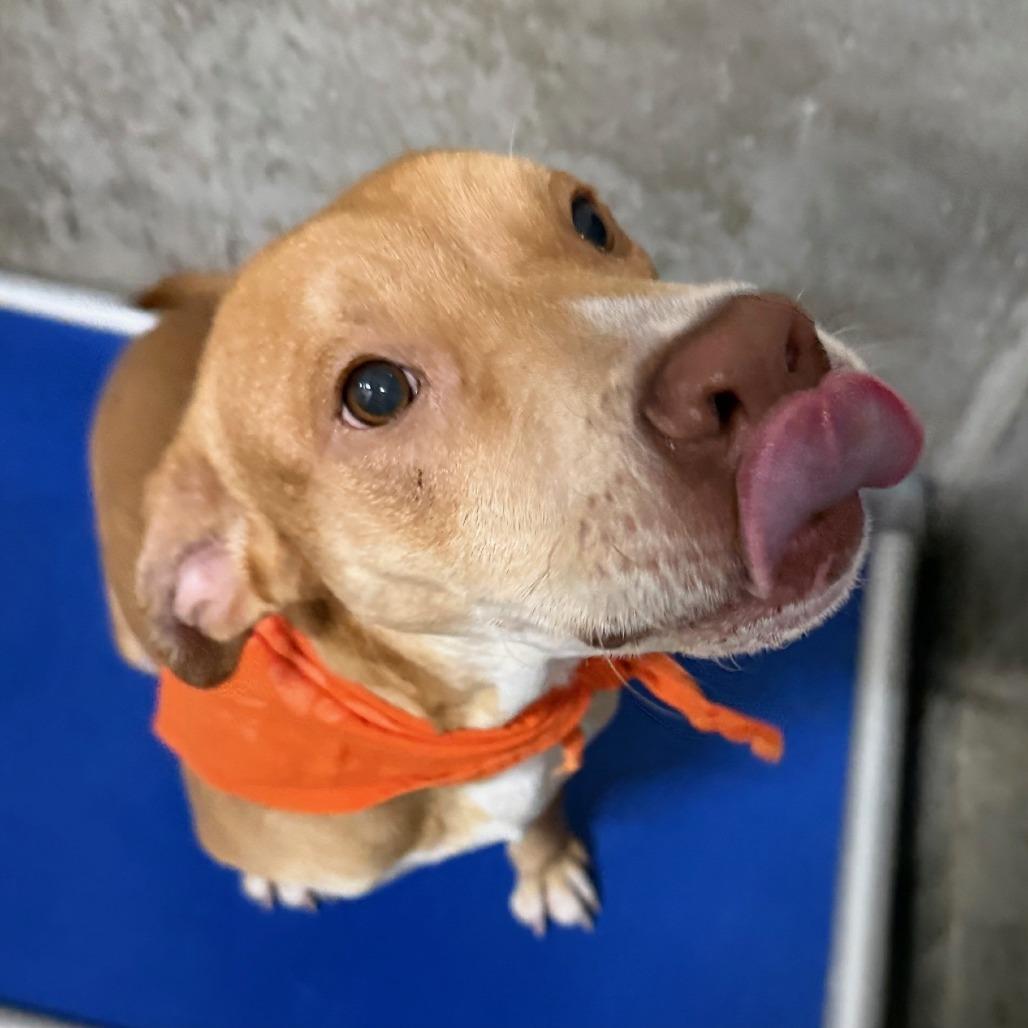 Enlarge Maple, a Adoptable Mixed Breed in Las Cruces, NM image 3/6