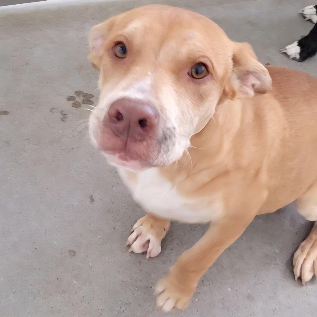 Enlarge Maple, a Adoptable Mixed Breed in Las Cruces, NM image 4/6