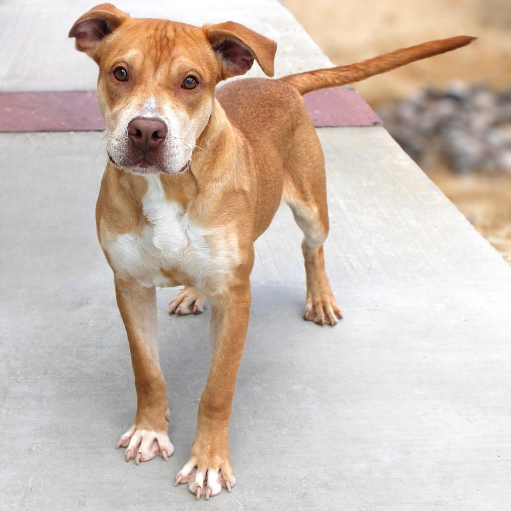 Enlarge Maple, a Adoptable Mixed Breed in Las Cruces, NM image 5/6