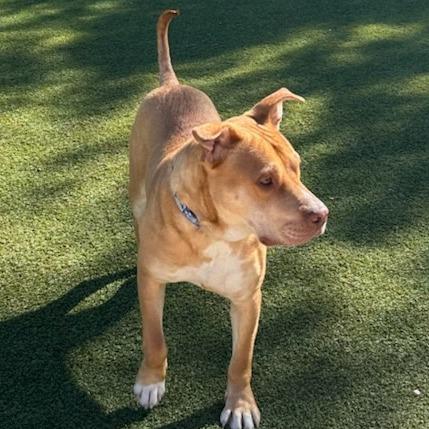 Enlarge Maple, a Adoptable Mixed Breed in Las Cruces, NM image 6/6