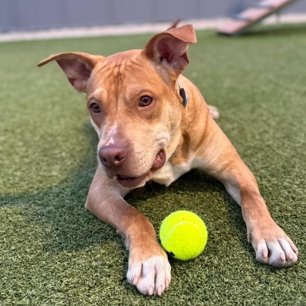Enlarge Maple, a Adoptable Mixed Breed in Las Cruces, NM image 6/6