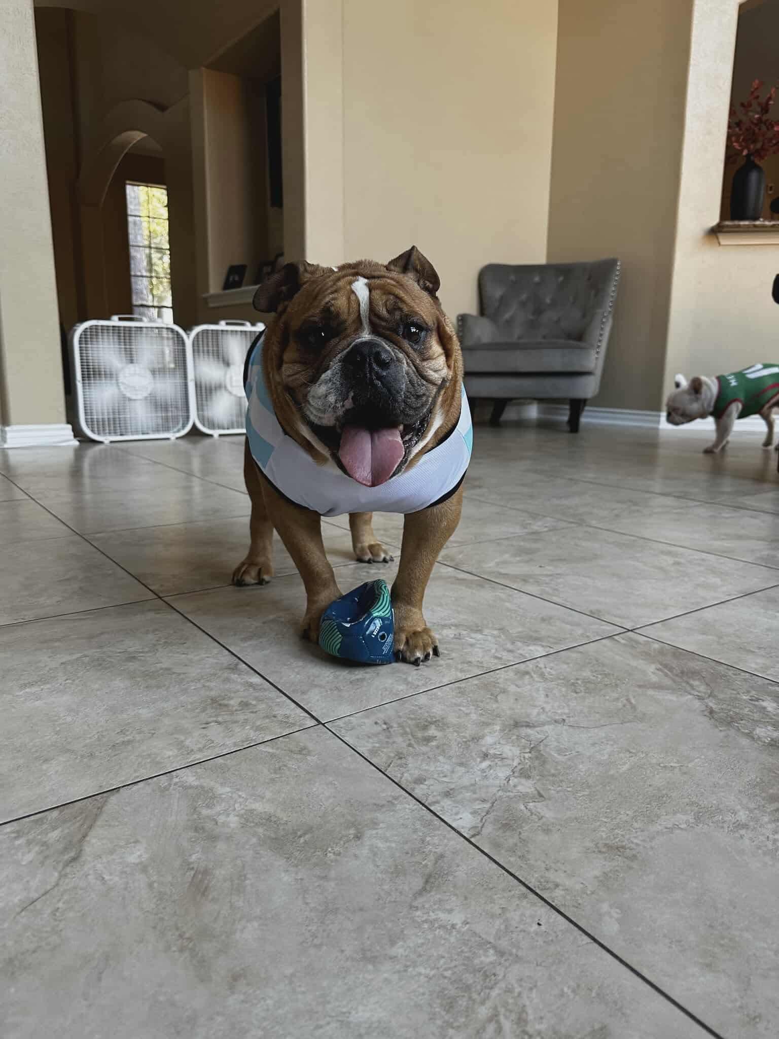 Winston, a Adoptable Bulldog in Houston, TX image 1/6