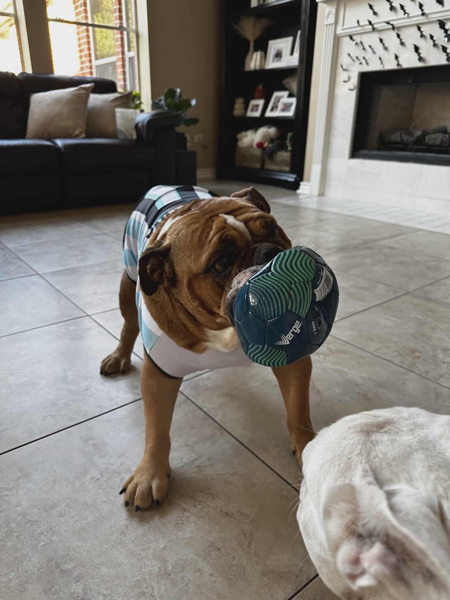 Winston, a Adoptable Bulldog in Houston, TX image 2/6