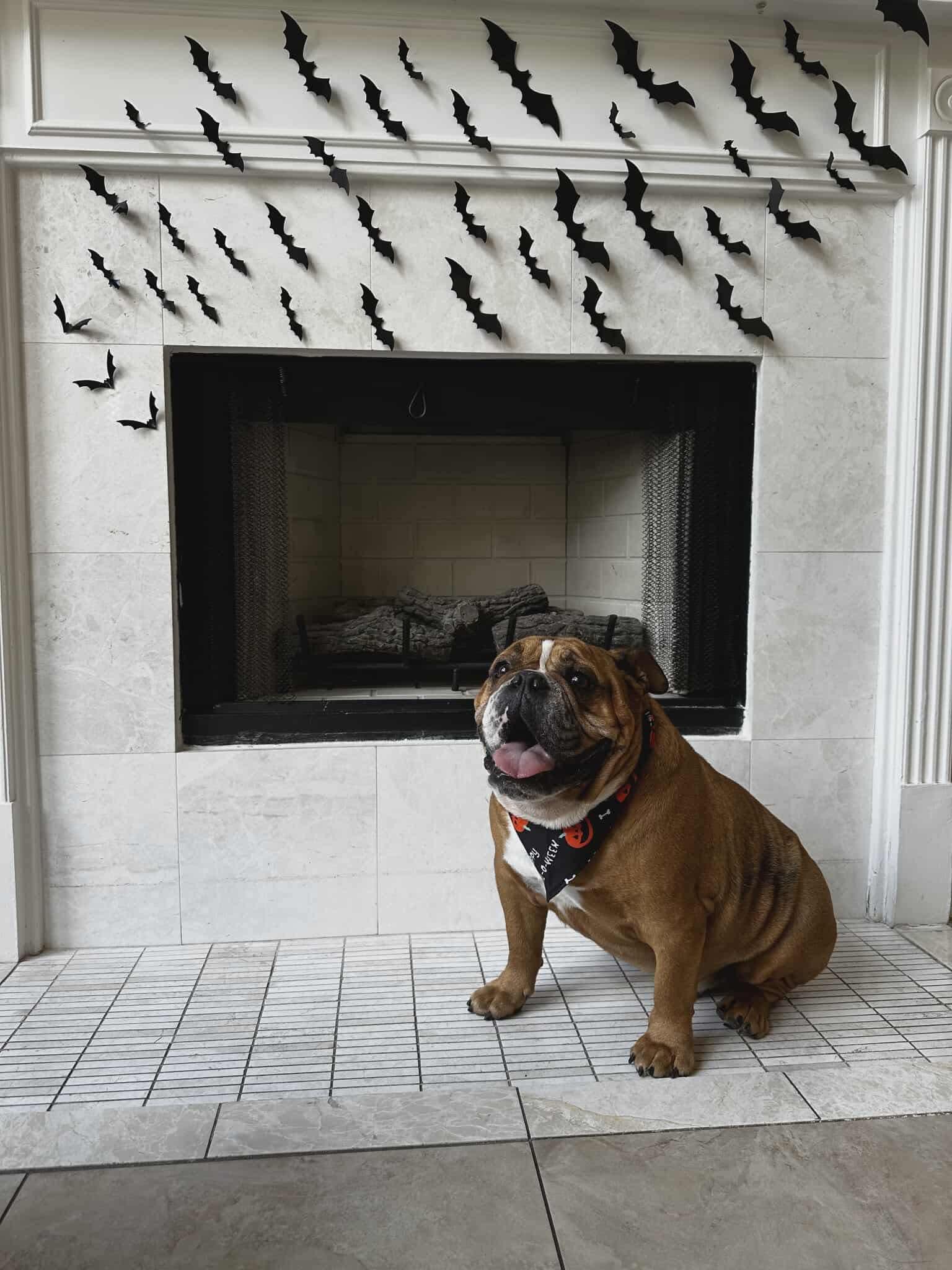 Winston, a Adoptable Bulldog in Houston, TX image 3/6