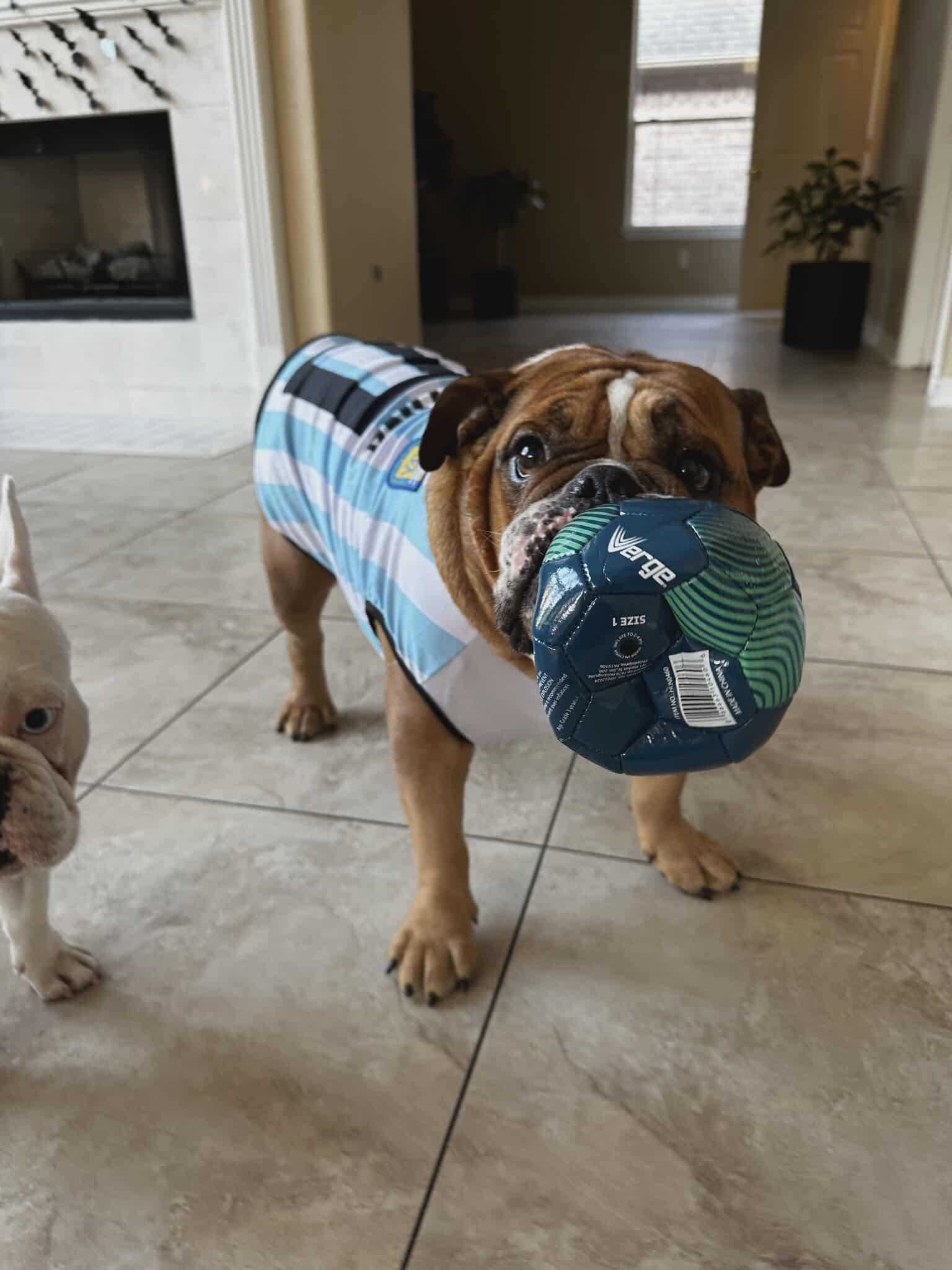 Winston, a Adoptable Bulldog in Houston, TX image 4/6