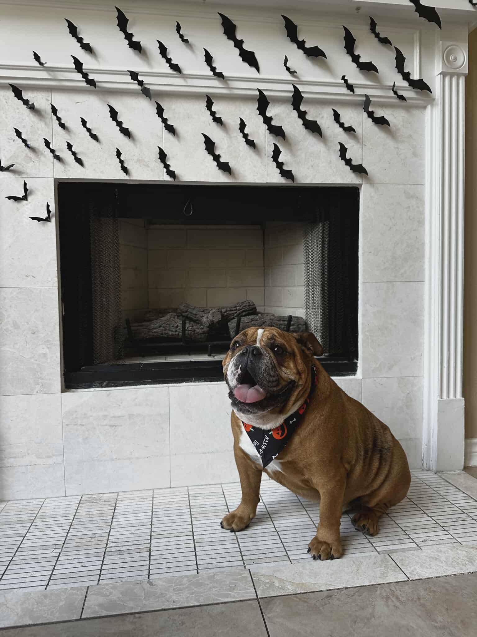 Winston, a Adoptable Bulldog in Houston, TX image 5/6