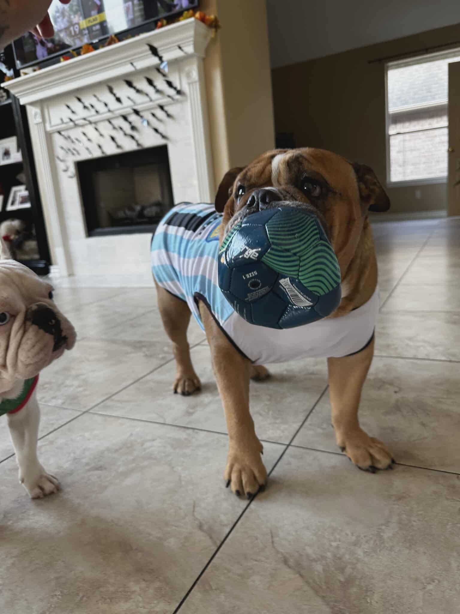 Winston, a Adoptable Bulldog in Houston, TX image 6/6