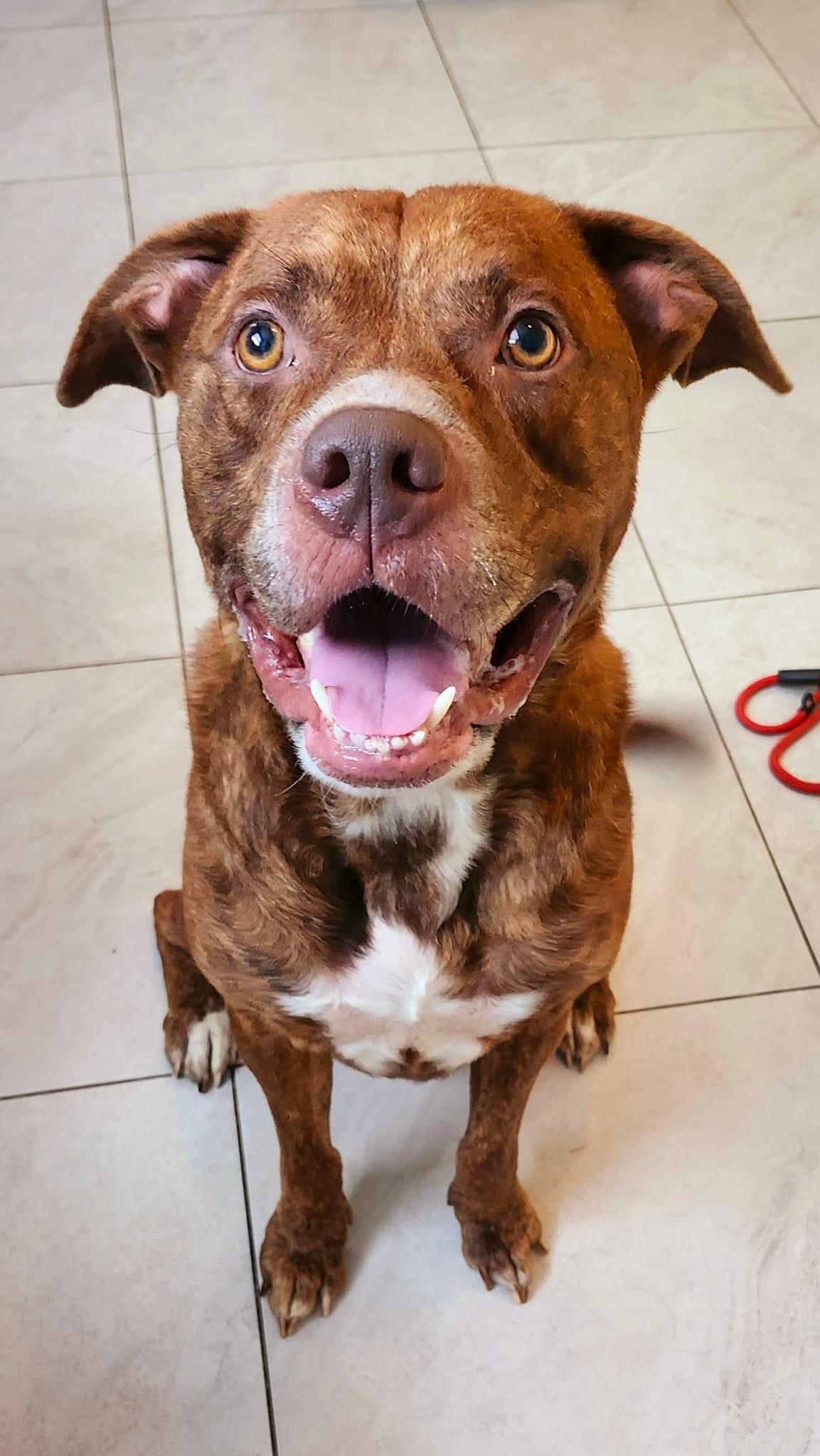Michael, Adult Male Pit Bull Terrier